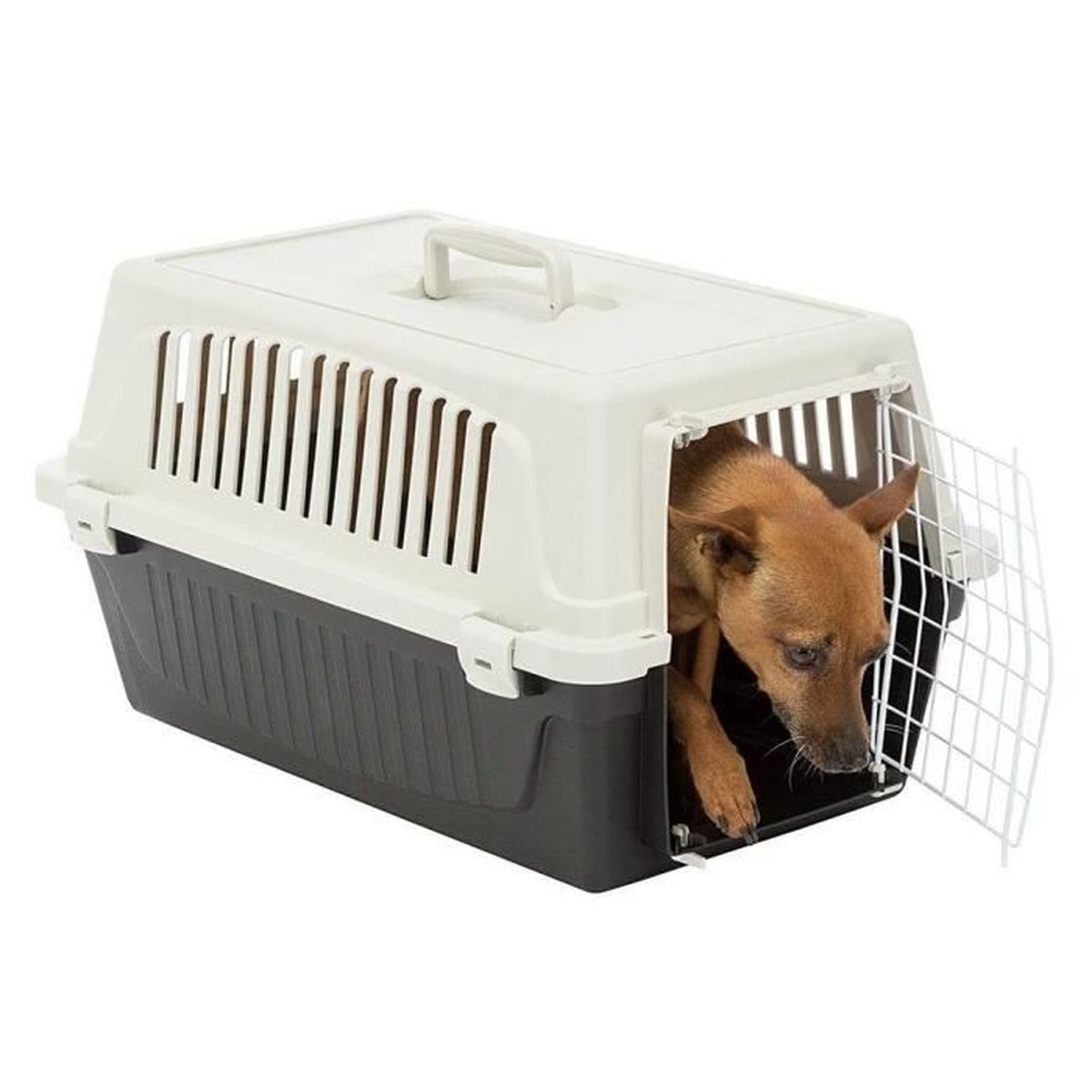 Ein kleiner brauner Hund schaut aus einer offenen Transportbox mit grauem Boden und weißem Deckel heraus.