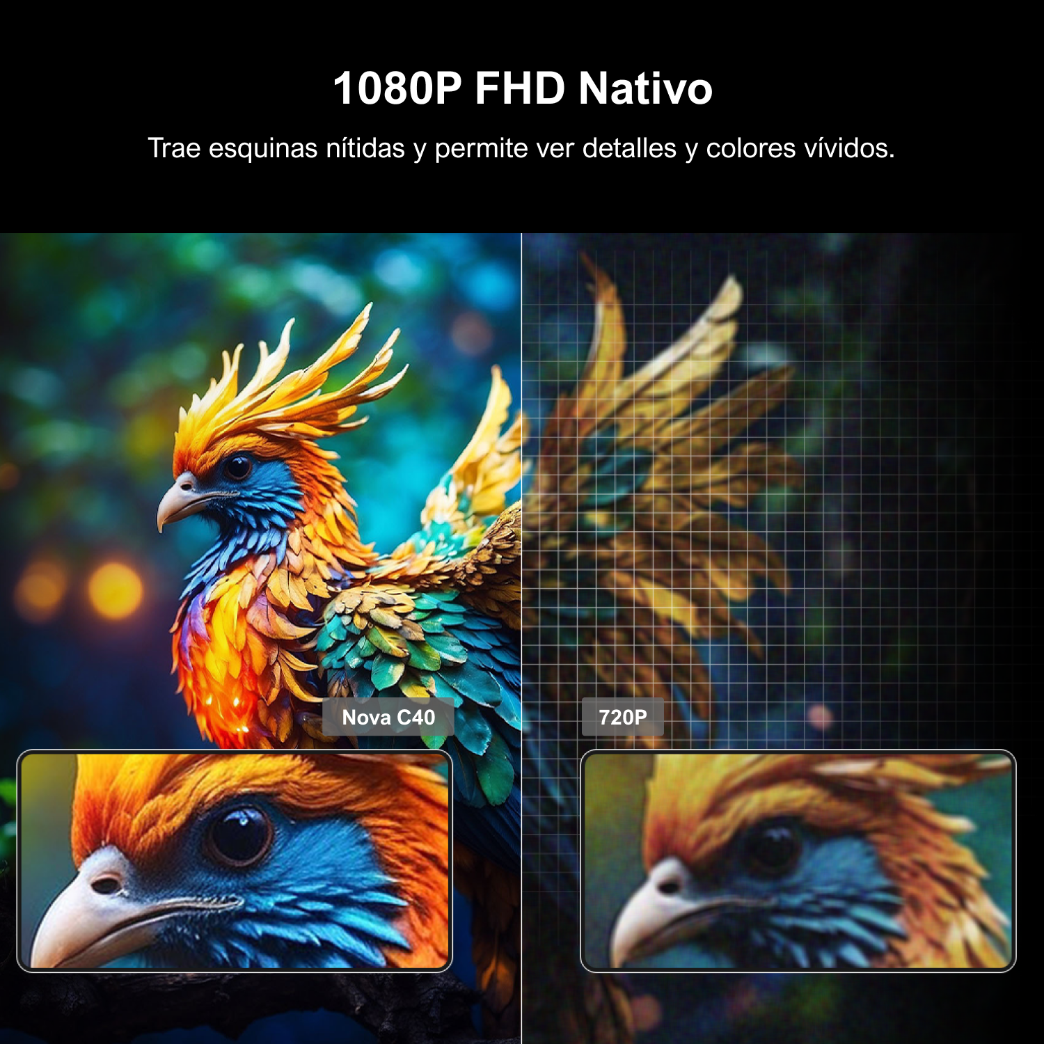 Comparación de dos imágenes: izquierda nítida en 1080P, derecha borrosa en 720P de un pájaro colorido.