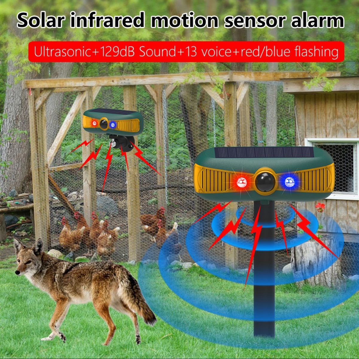 Solar-Infrarot-Bewegungsmelder mit Alarm in einem Hühnergehege mit Kojote.