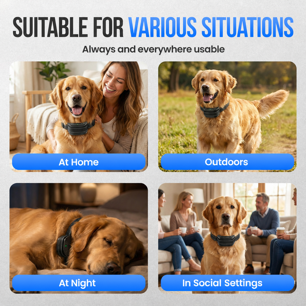 Ein Golden Retriever trägt ein Trainingshalsband zu Hause, im Freien, nachts und in Gesellschaft.