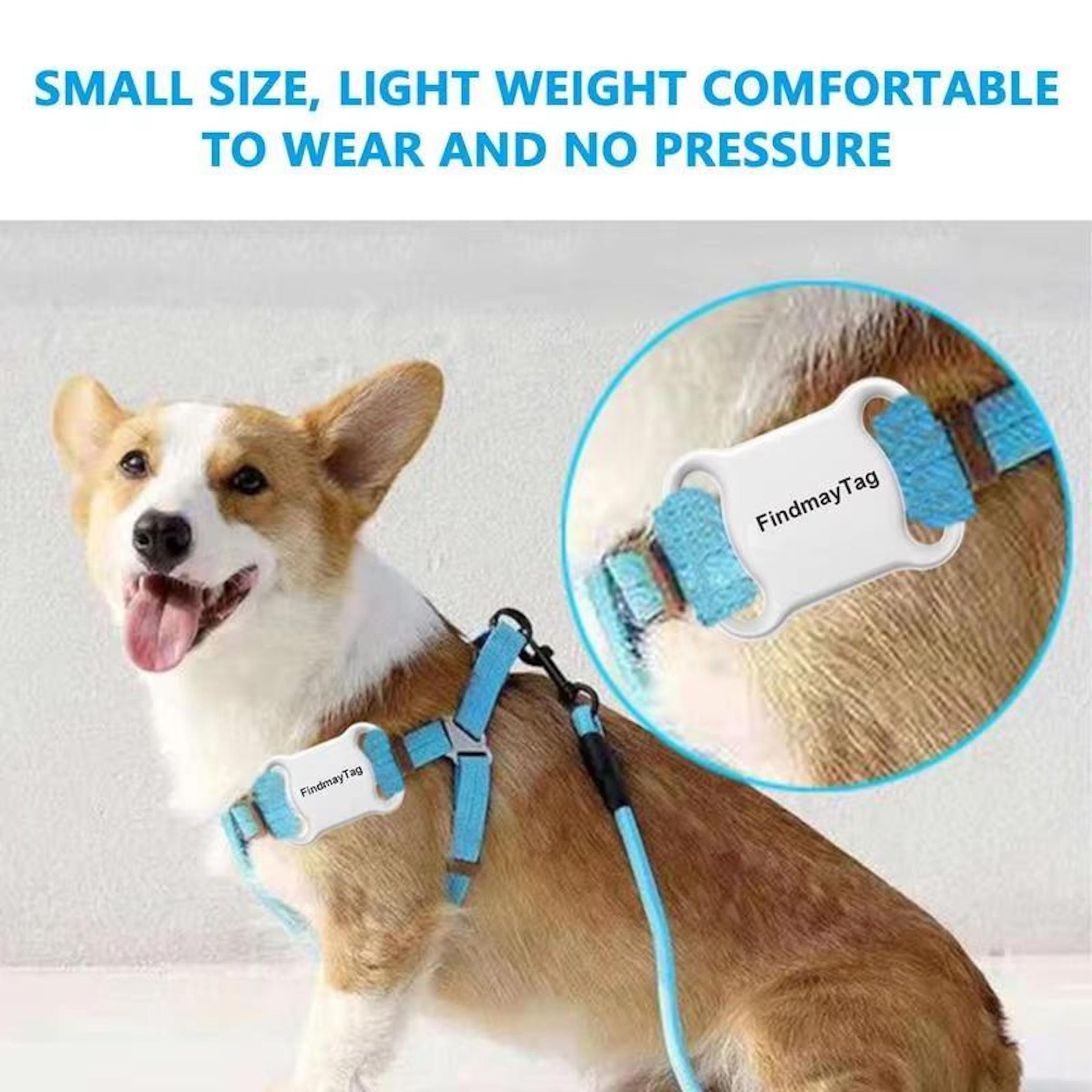 Ein Corgi mit blauem Geschirr, FindmayTag-Halter und Leine. Ein Ausschnitt zeigt den weißen Tracker.
