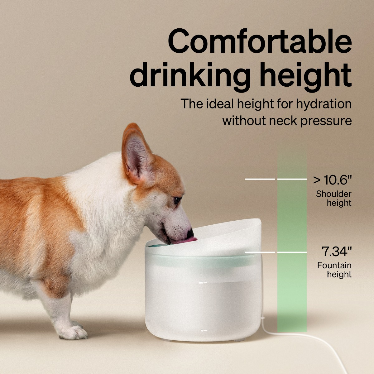Ein Corgi trinkt aus einem weißen Wasserspender vor einem beigefarbenen Hintergrund mit Maßen.