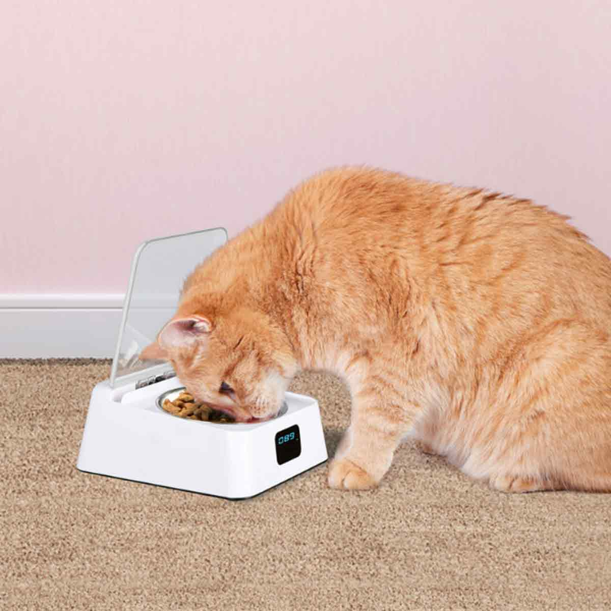 Eine orangefarbene Katze frisst aus einem weißen automatischen Futterautomaten auf einem Teppich.