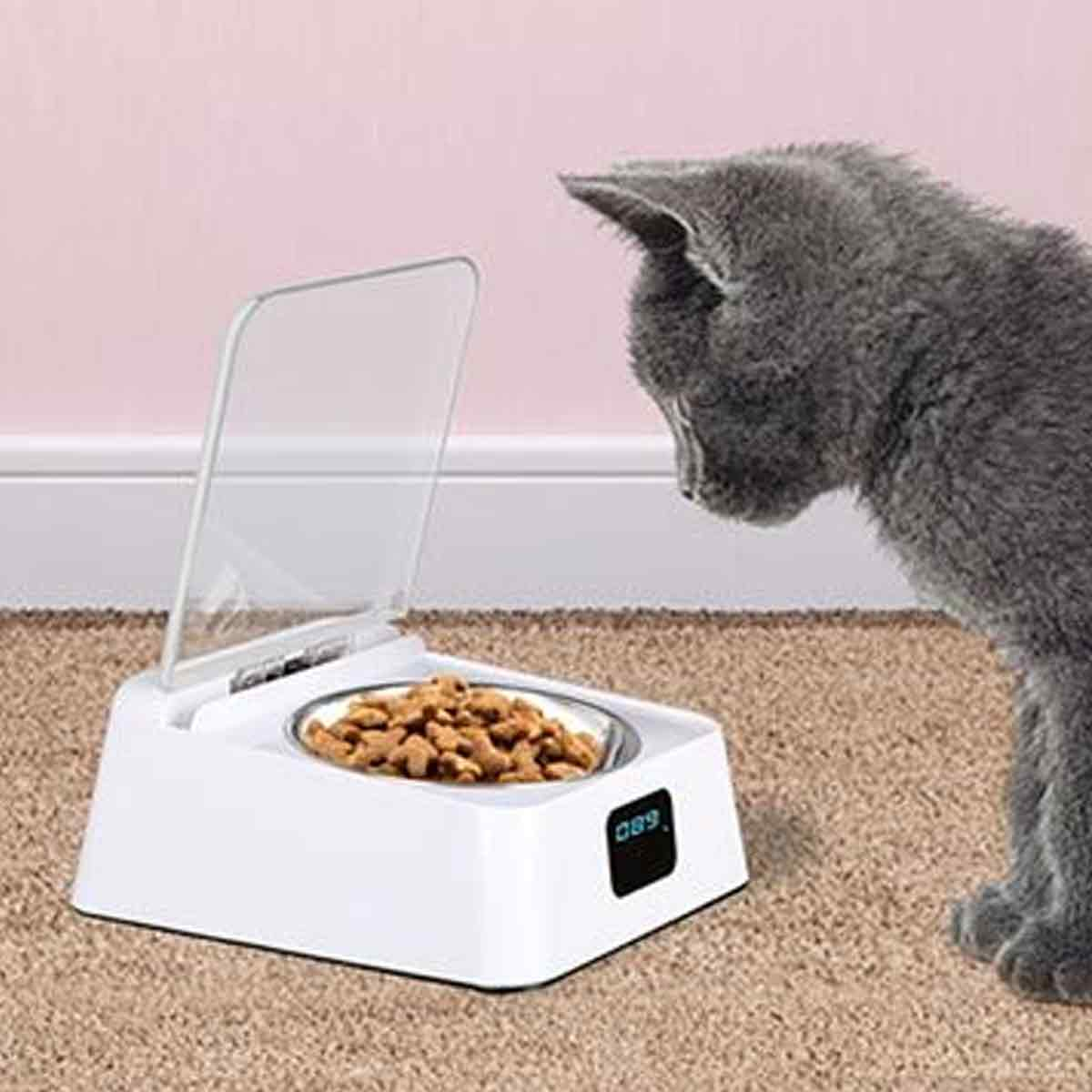 Eine graue Katze nähert sich einem automatischen Futternapf mit Trockenfutter auf einem beigen Teppich.