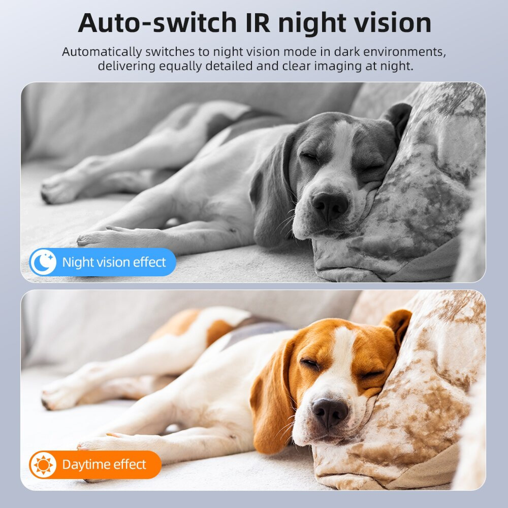 Vergleich eines schlafenden Hundes bei Nachtsicht und Tageslicht.