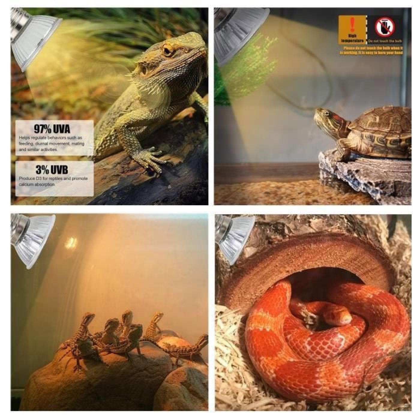 Vier Bilder zeigen verschiedene Reptilien wie Bartagamen, eine Schildkröte und eine Schlange in Terrarien.
