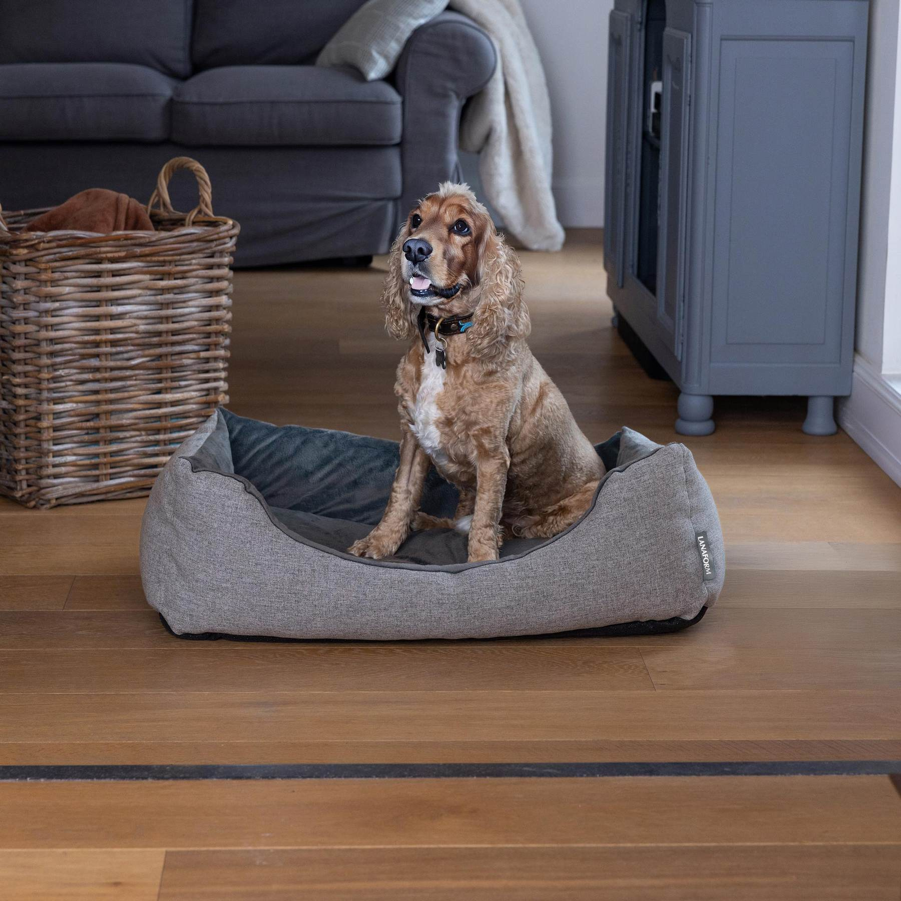 A golden cocker spaniel sits alert inside a gray dog bed on a wooden floor in a living room.
