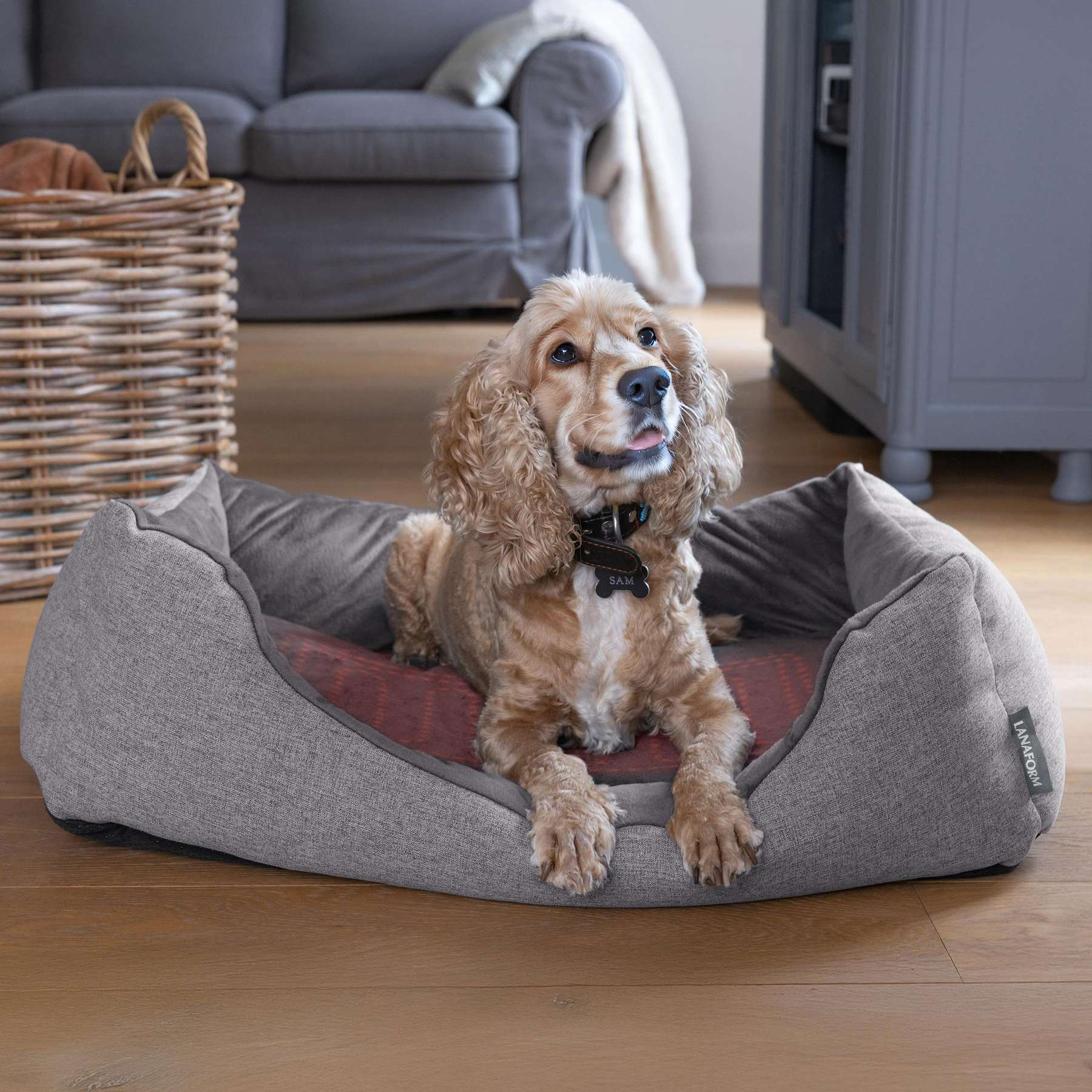 A golden cocker spaniel lies in a gray dog bed on a wooden floor in a living room.