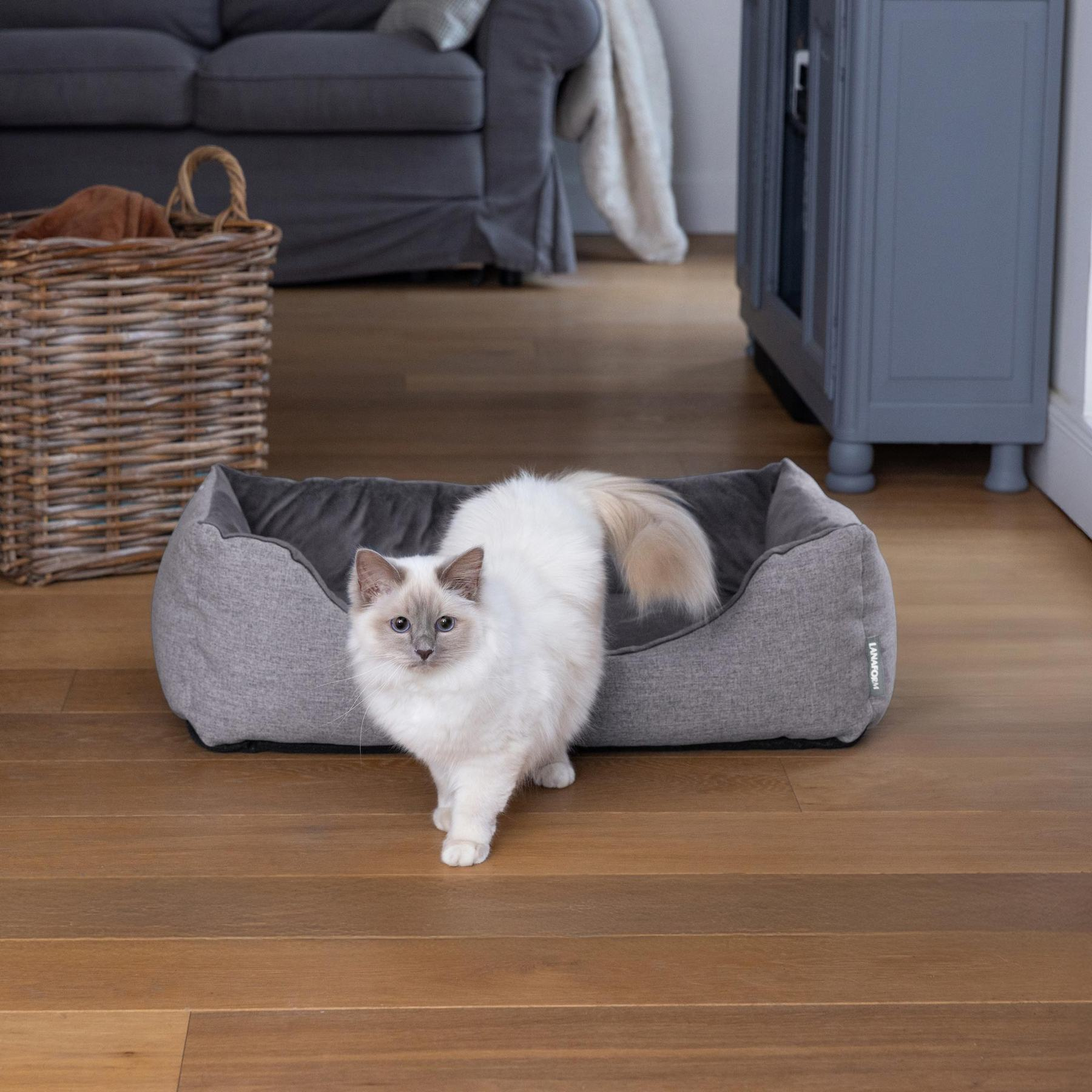 A white cat exits its grey pet bed on a wooden floor in a room.