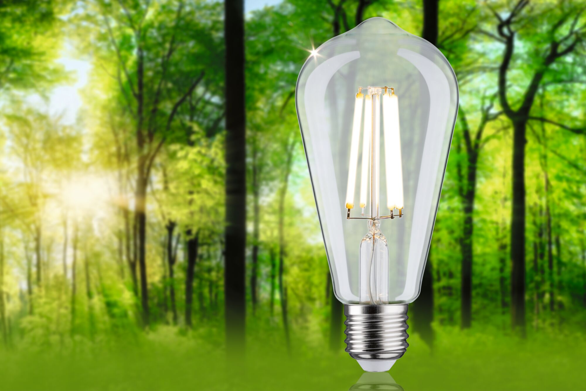 Eine klare LED-Filament-Glühbirne vor einem verschwommenen Hintergrund eines sonnigen grünen Waldes.