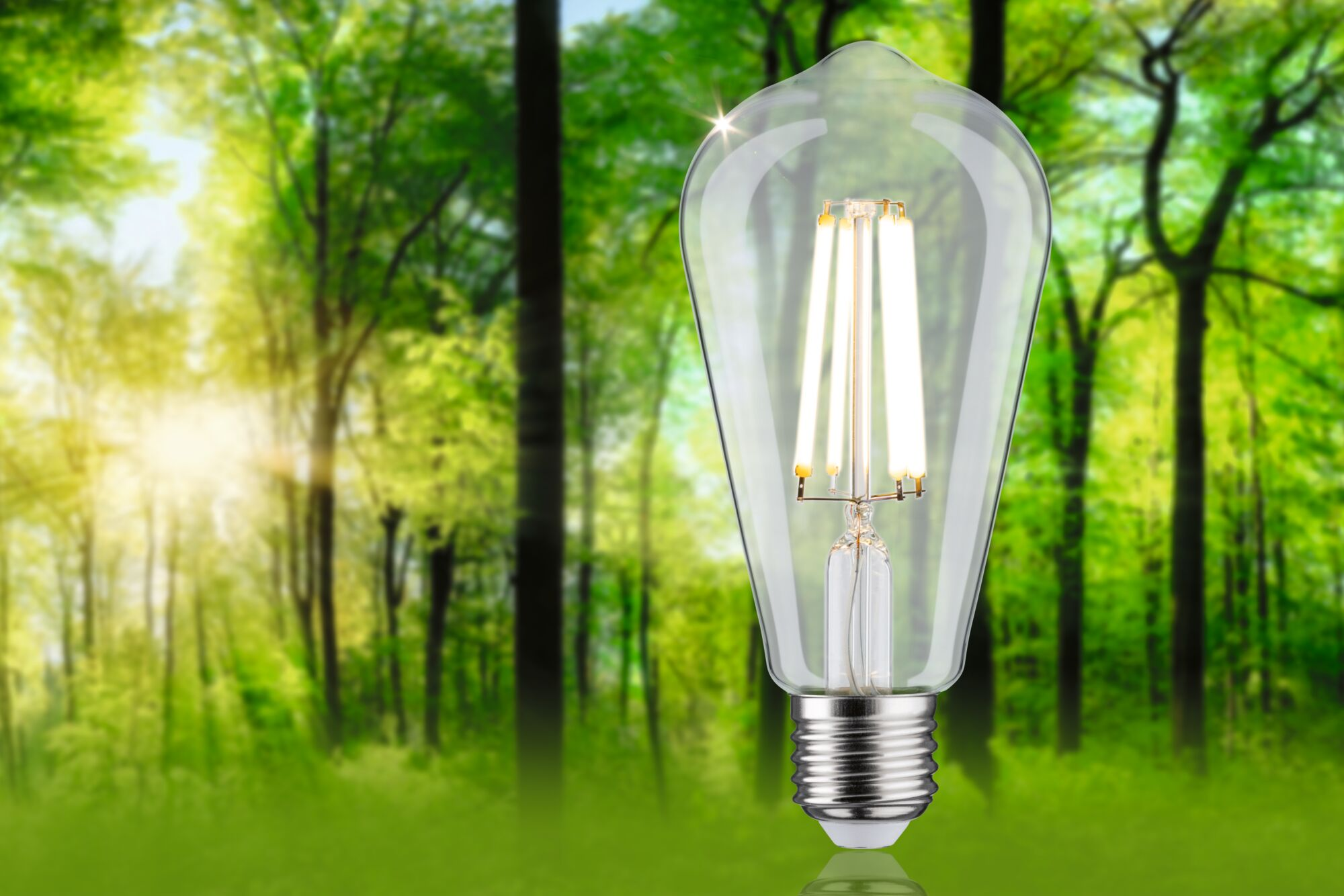 Eine leuchtende LED-Glühbirne vor einem verschwommenen Hintergrund aus grünem Wald und Sonnenlicht.