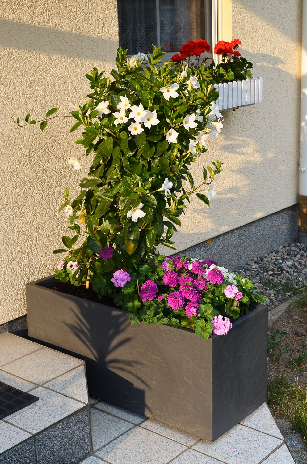 Un bac à fleurs gris avec des plantes grimpantes blanches et des fleurs roses sur une terrasse près d'un mur clair.