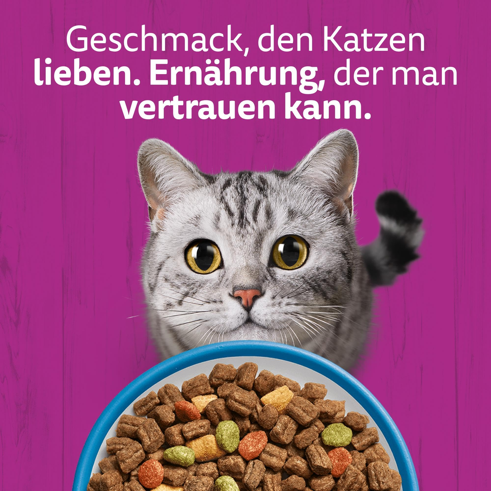 Eine graue Katze blickt neugierig auf eine blaue Schüssel mit Trockenfutter vor einem pinken Hintergrund.