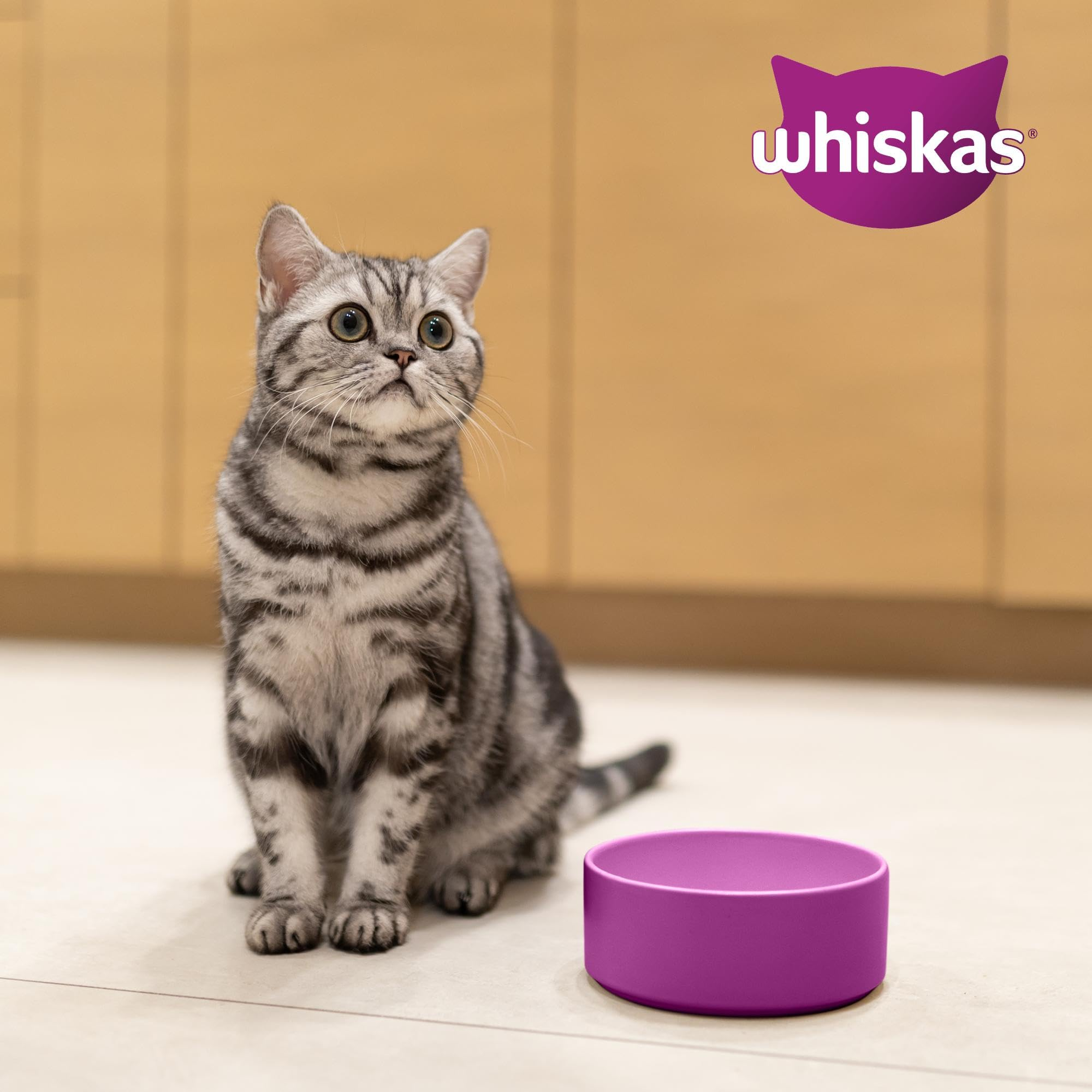 Ein graues getigertes Kätzchen sitzt neben einer lila Schüssel, oben rechts ist das Whiskas-Logo.