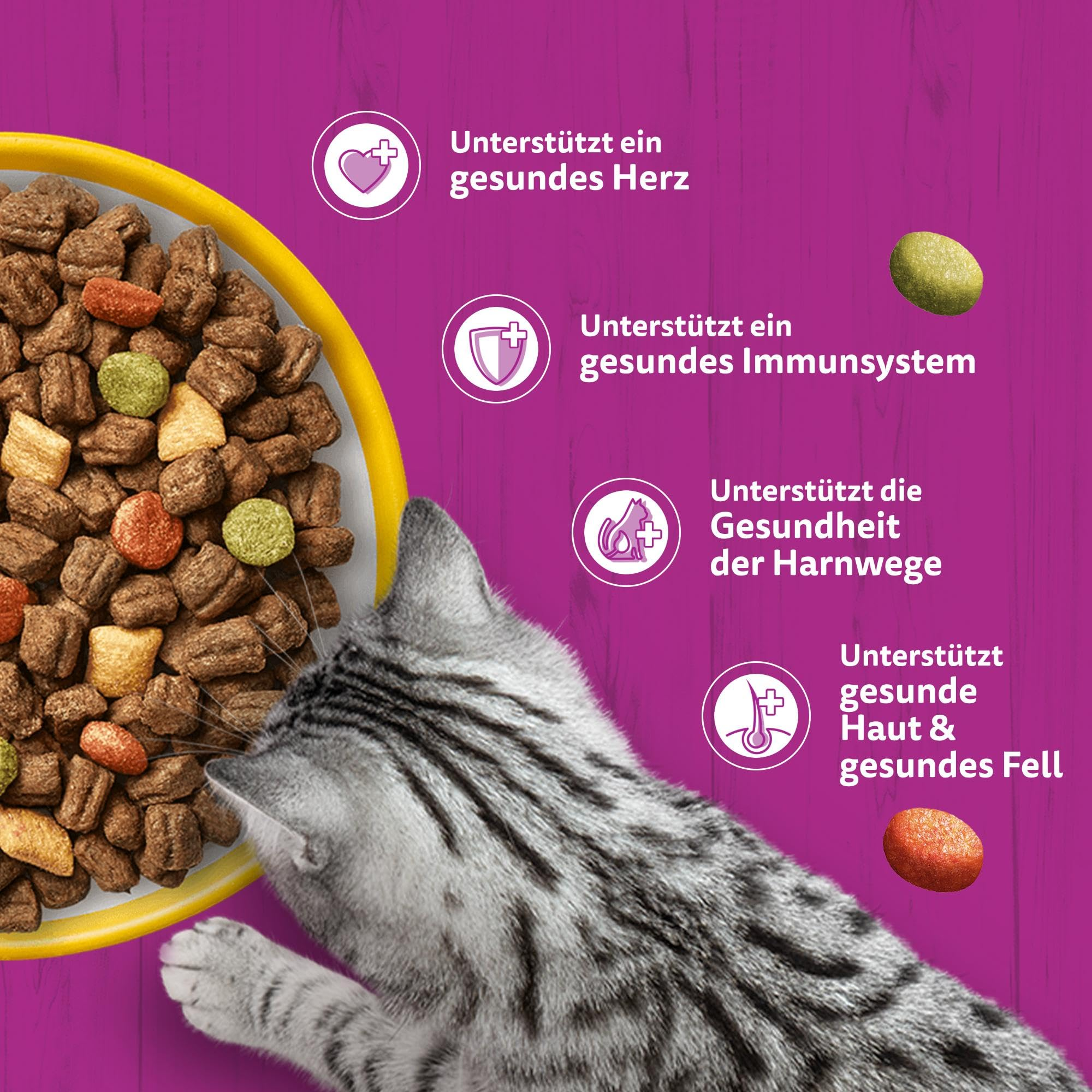 Eine graue Katze frisst aus einer gelben Schüssel mit Trockenfutter vor einem lila Hintergrund mit Text.