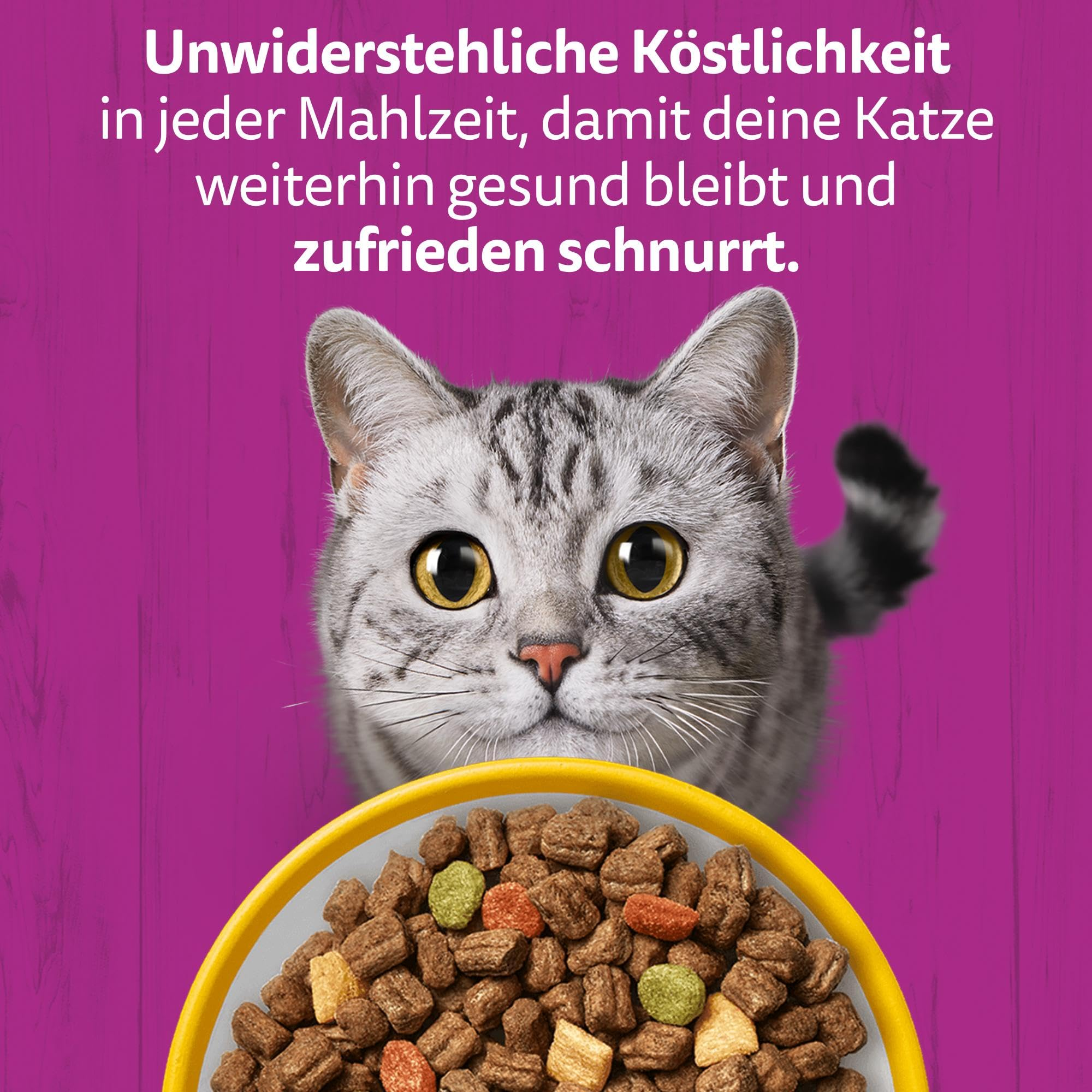 Eine neugierige Katze blickt über eine gelbe Schüssel mit Trockenfutter vor magenta Hintergrund mit deutschem Text.
