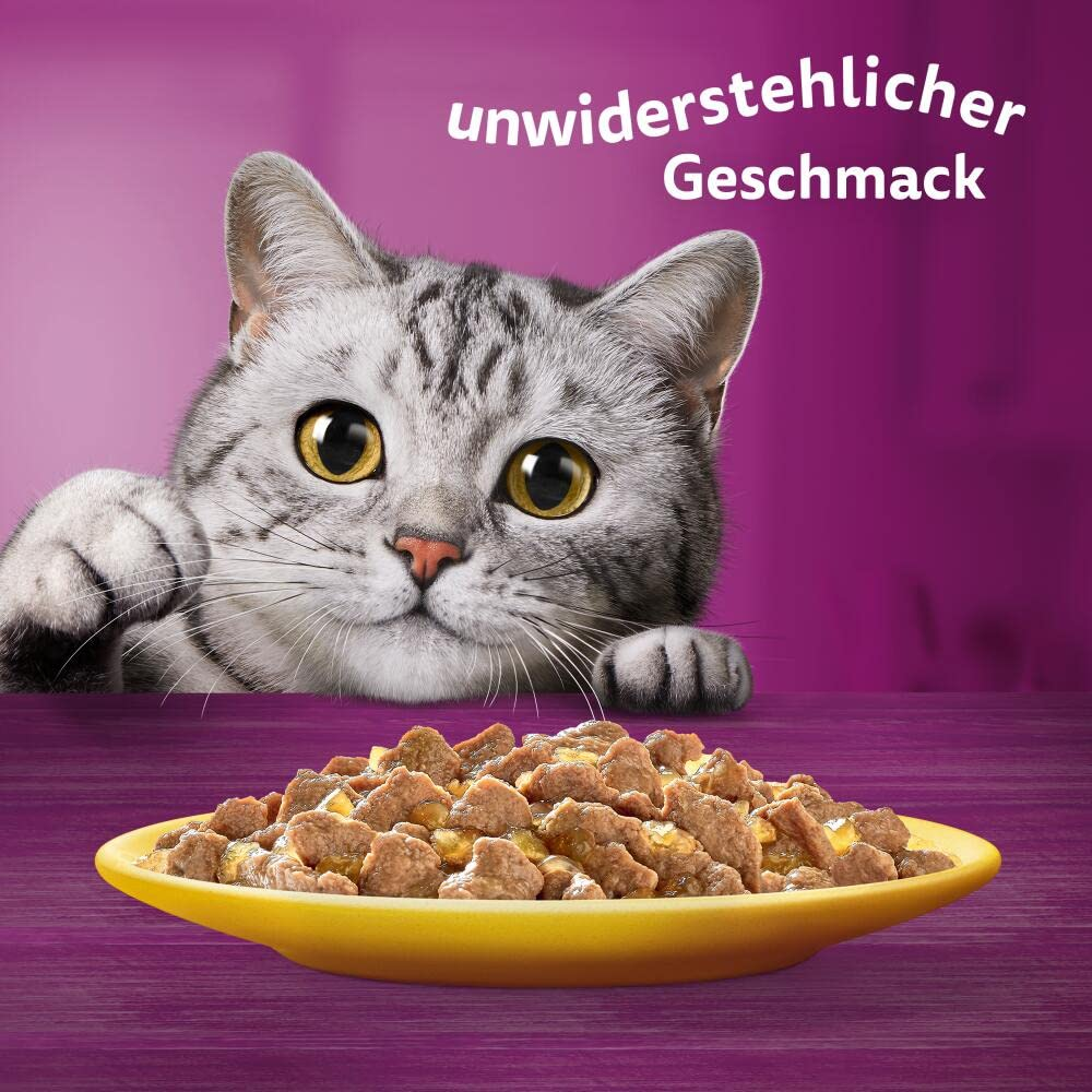 Eine graue Katze blickt neugierig auf einen gelben Teller mit Katzenfutter vor einem purpurnen Hintergrund.