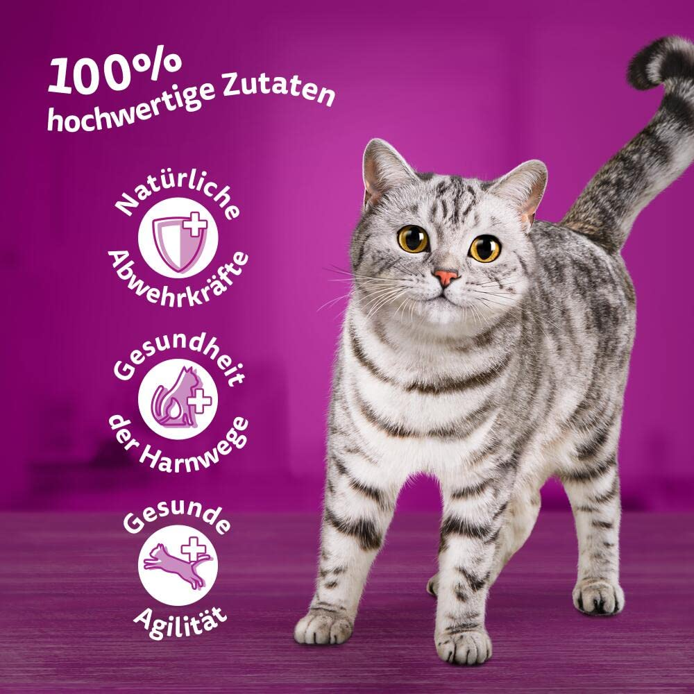 Eine graugestreifte Katze steht vor einem violetten Hintergrund mit deutschen Texten und Symbolen.