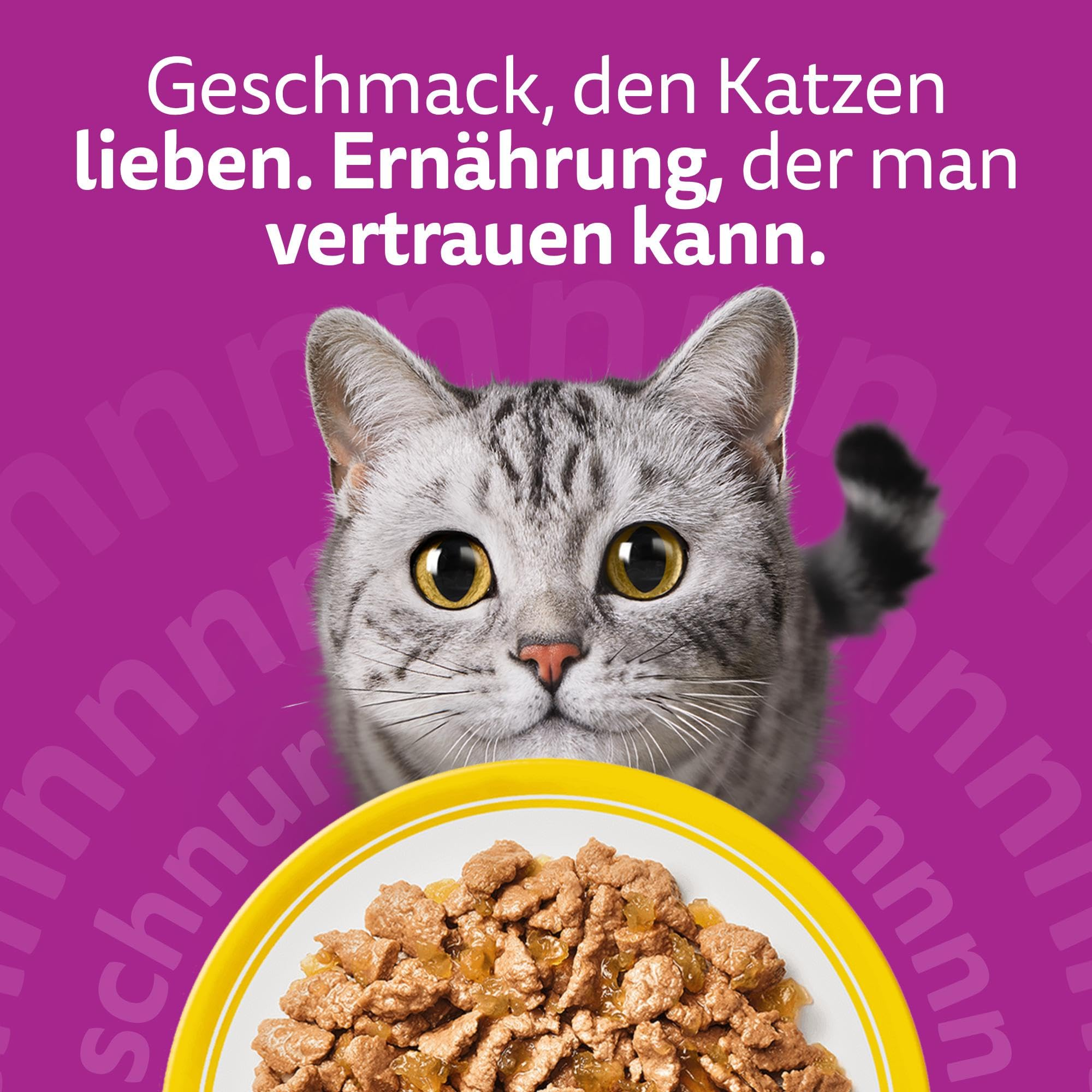 Eine graue Tigerkatze blickt auf eine gelbe Schüssel mit Fleischstücken vor violettem Hintergrund mit Text.
