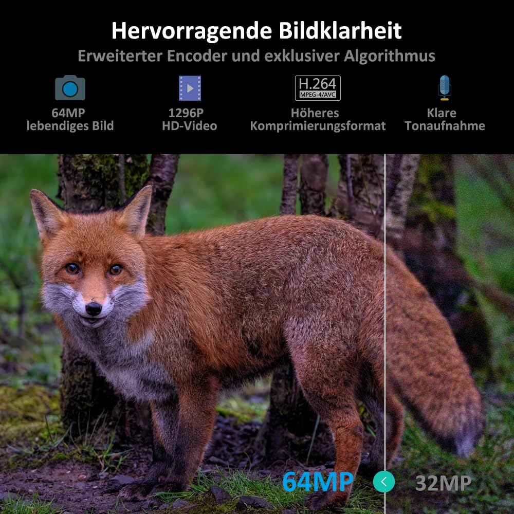 Vergleichsbild eines Fuchs: Links scharf mit 64MP, rechts körnig mit 32MP.