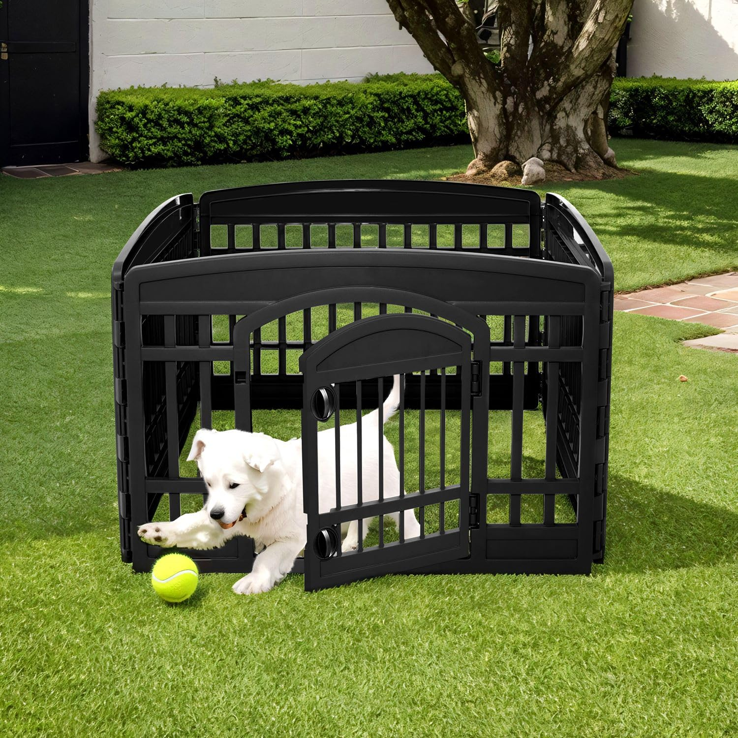 Un cucciolo bianco esce da un recinto nero su un prato verde, raggiungendo una pallina da tennis gialla.