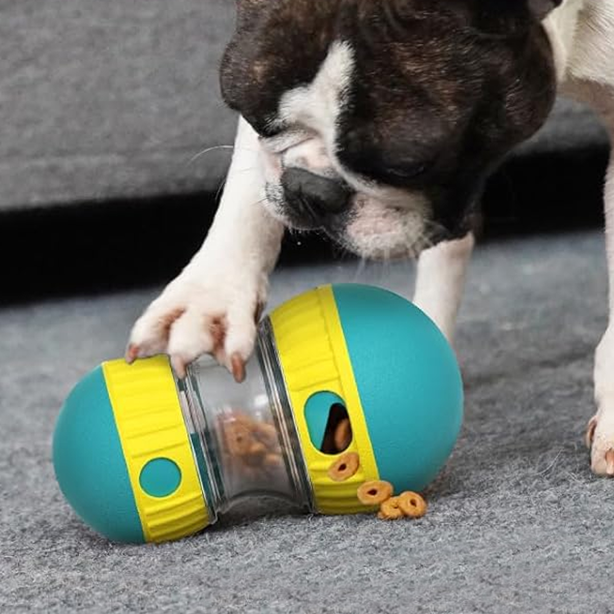 Ein schwarz-weißer Hund spielt mit einem blau-gelben Futterspielzeug auf einem Teppich.