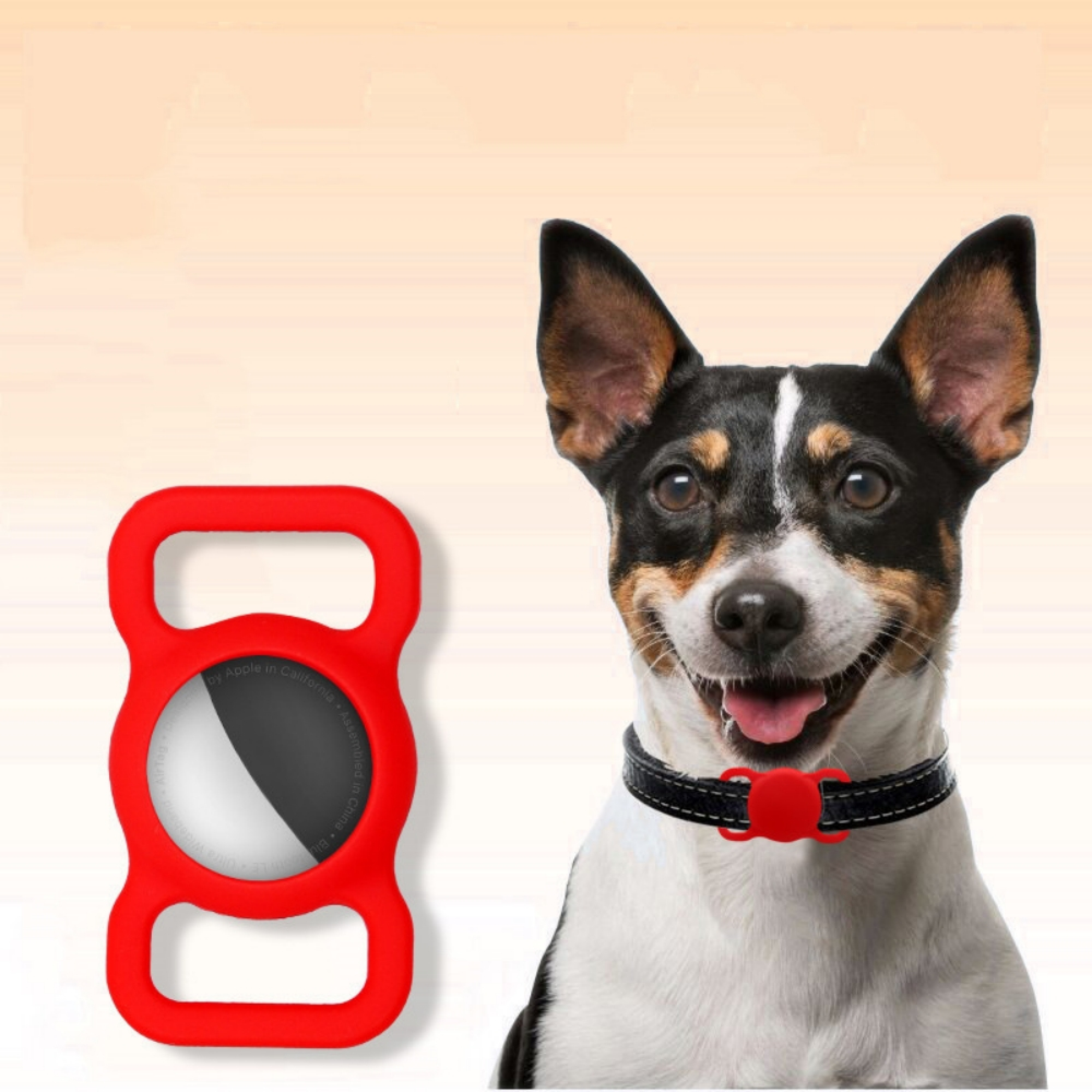 Ein kleiner Hund mit Stehohren trägt ein schwarzes Halsband mit rotem Tracker-Halter, links ein Tracker zu sehen.