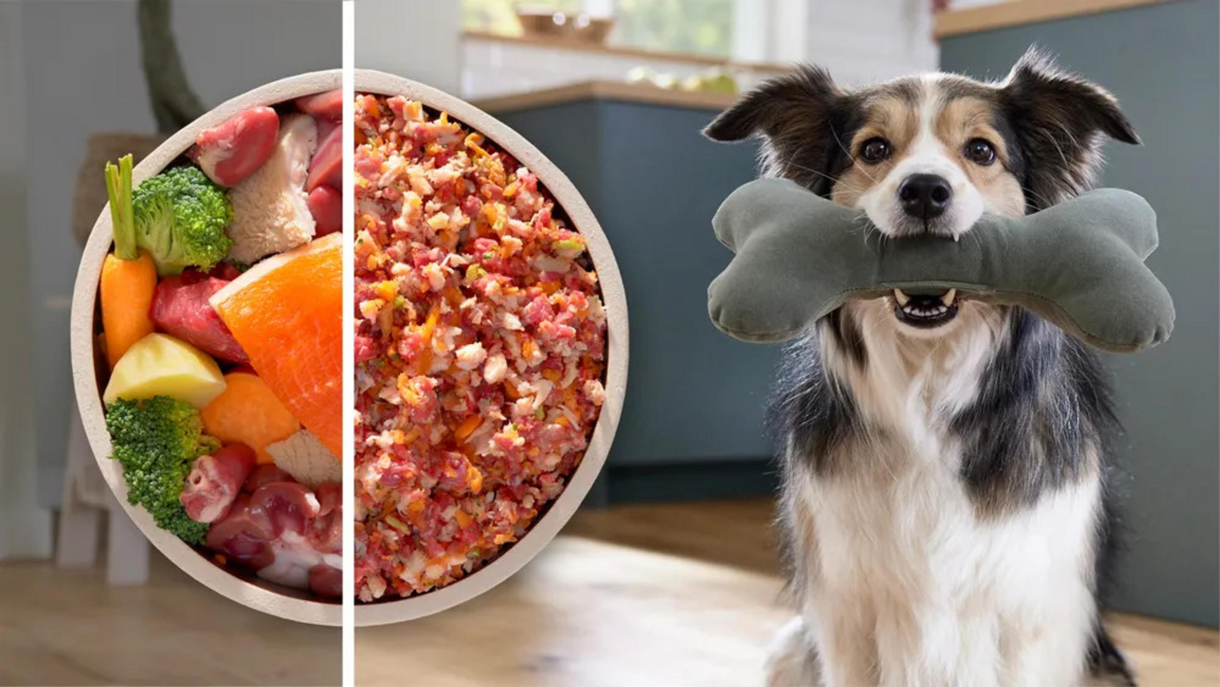 Ein Hund hält ein grünes Knochenspielzeug, mit Schüsseln voller frischem rohem Fleisch und Gemüse im Hintergrund.