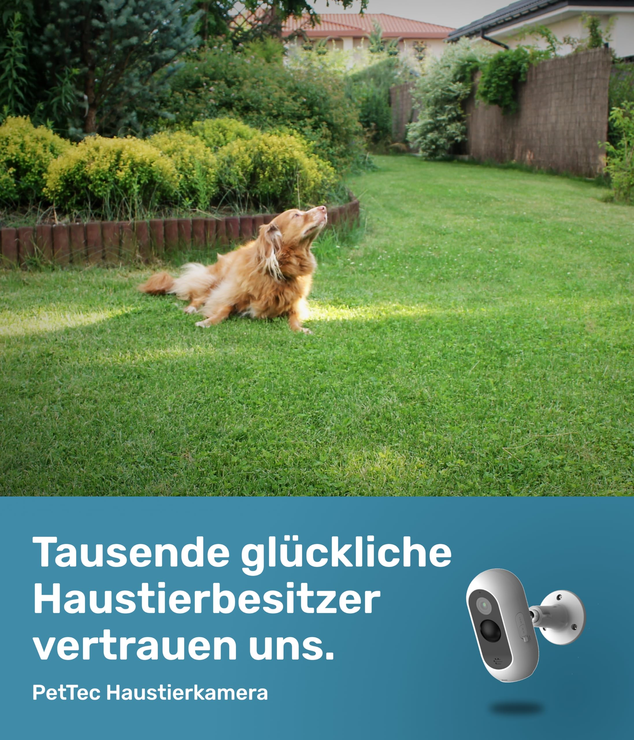 Un cane dorato giace su un prato verde in giardino con fotocamera e testo.