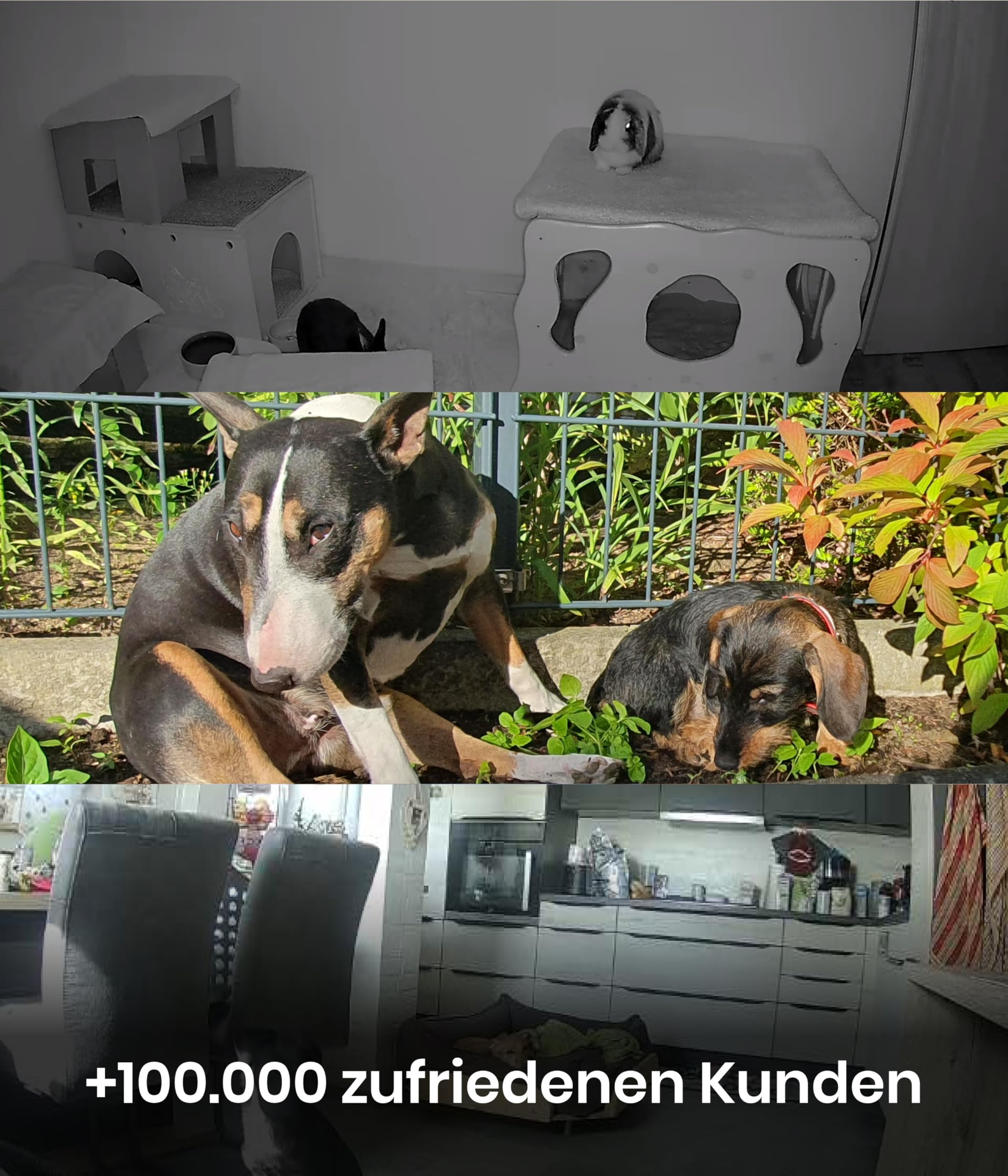 Tre immagini mostrano due cani all'aperto, mobili per gatti con un coniglio all'interno e una cucina moderna.