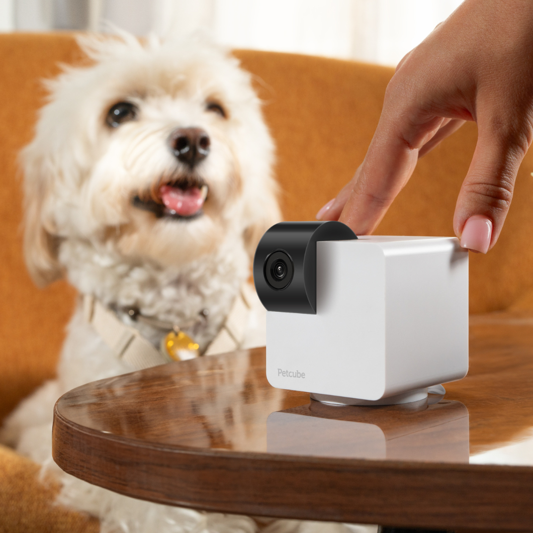 Una mano tocca una telecamera Petcube bianca su un tavolo di legno, con un cane bianco sfocato sullo sfondo.