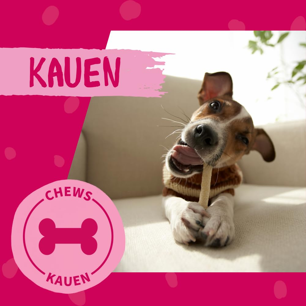 Ein kleiner Jack Russell Terrier liegt auf einem Sofa und knabbert an einem Kauknochen.