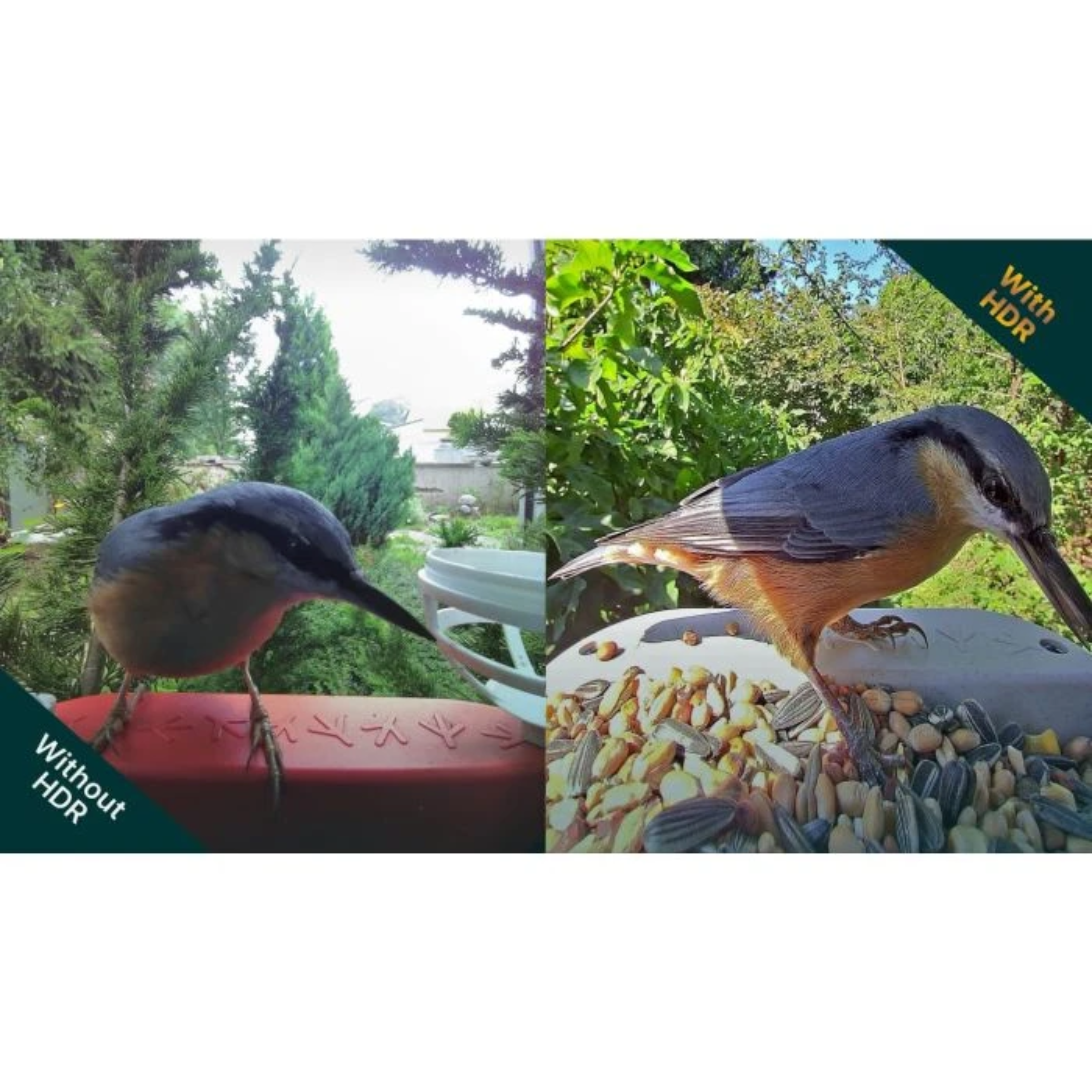 Vergleich zweier Bilder eines Vogels an einer Futterstelle, links ohne HDR und rechts mit HDR.