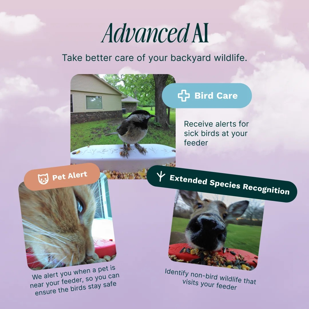 Eine Werbung für erweiterte KI-Vogelfütterung mit einem Vogel, einer Katze und einem Reh.