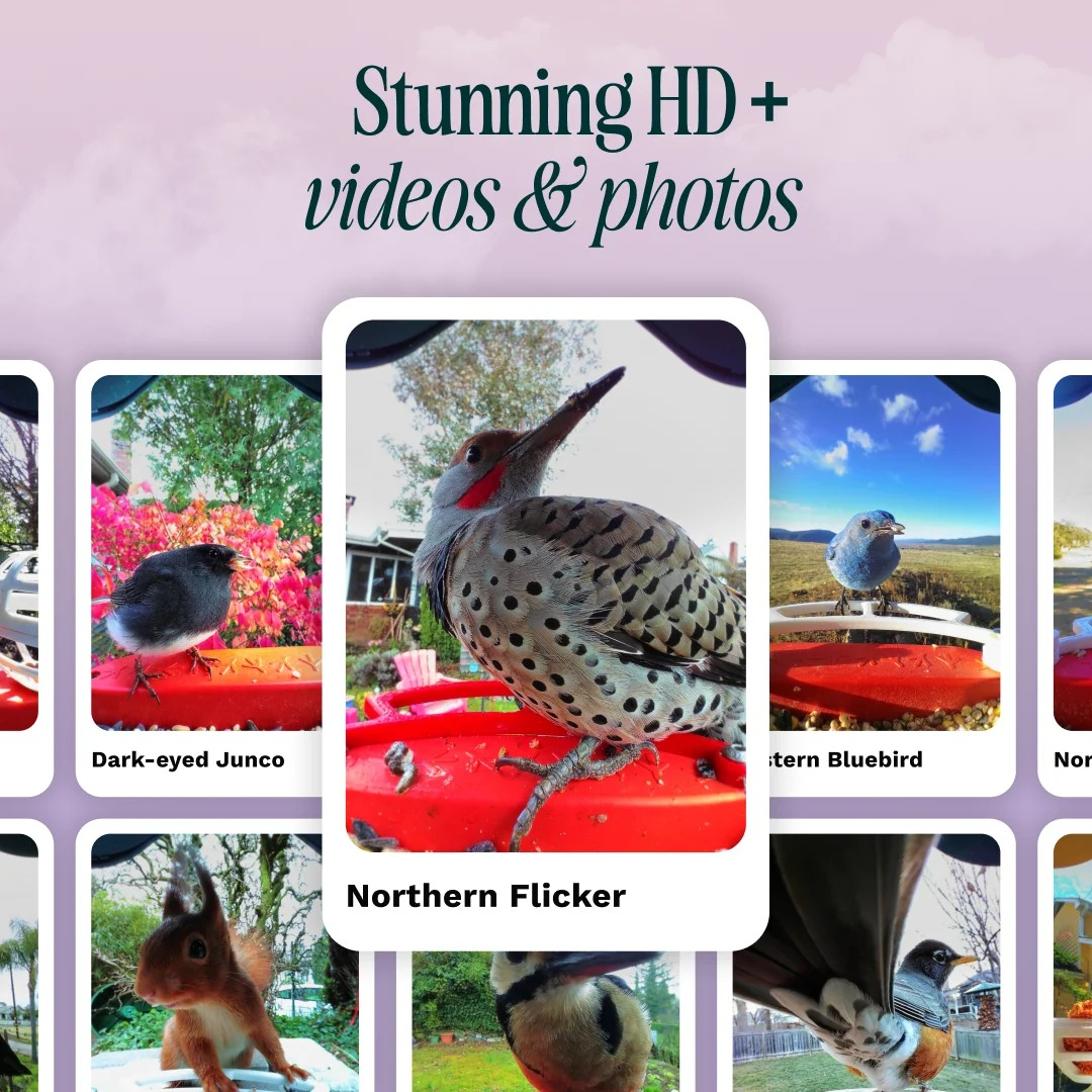Display von Vogelaufnahmen einschließlich eines Northern Flicker auf einem roten Futterhäuschen.