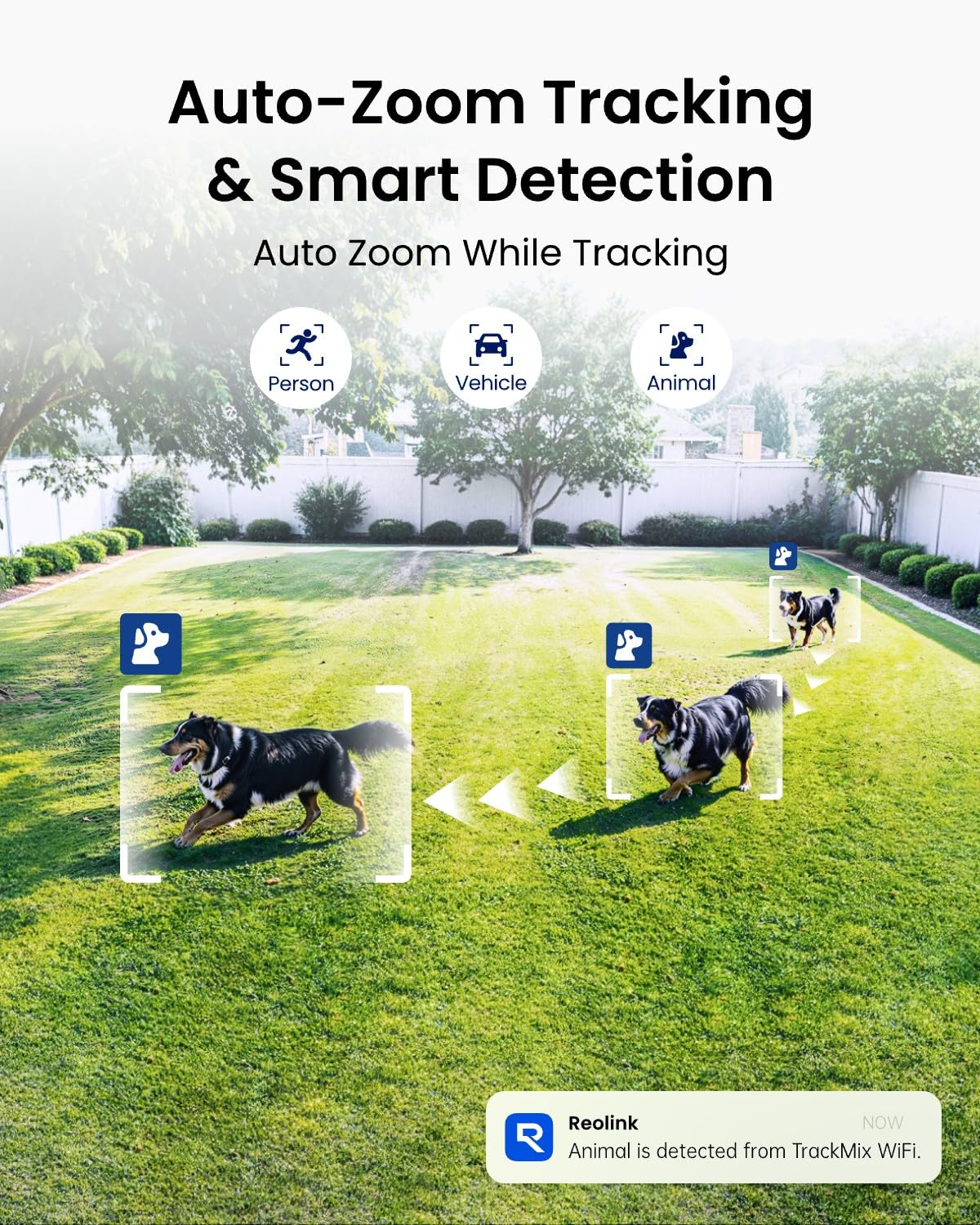 Annuncio di telecamera con rilevamento intelligente di animali che traccia un cane in giardino.