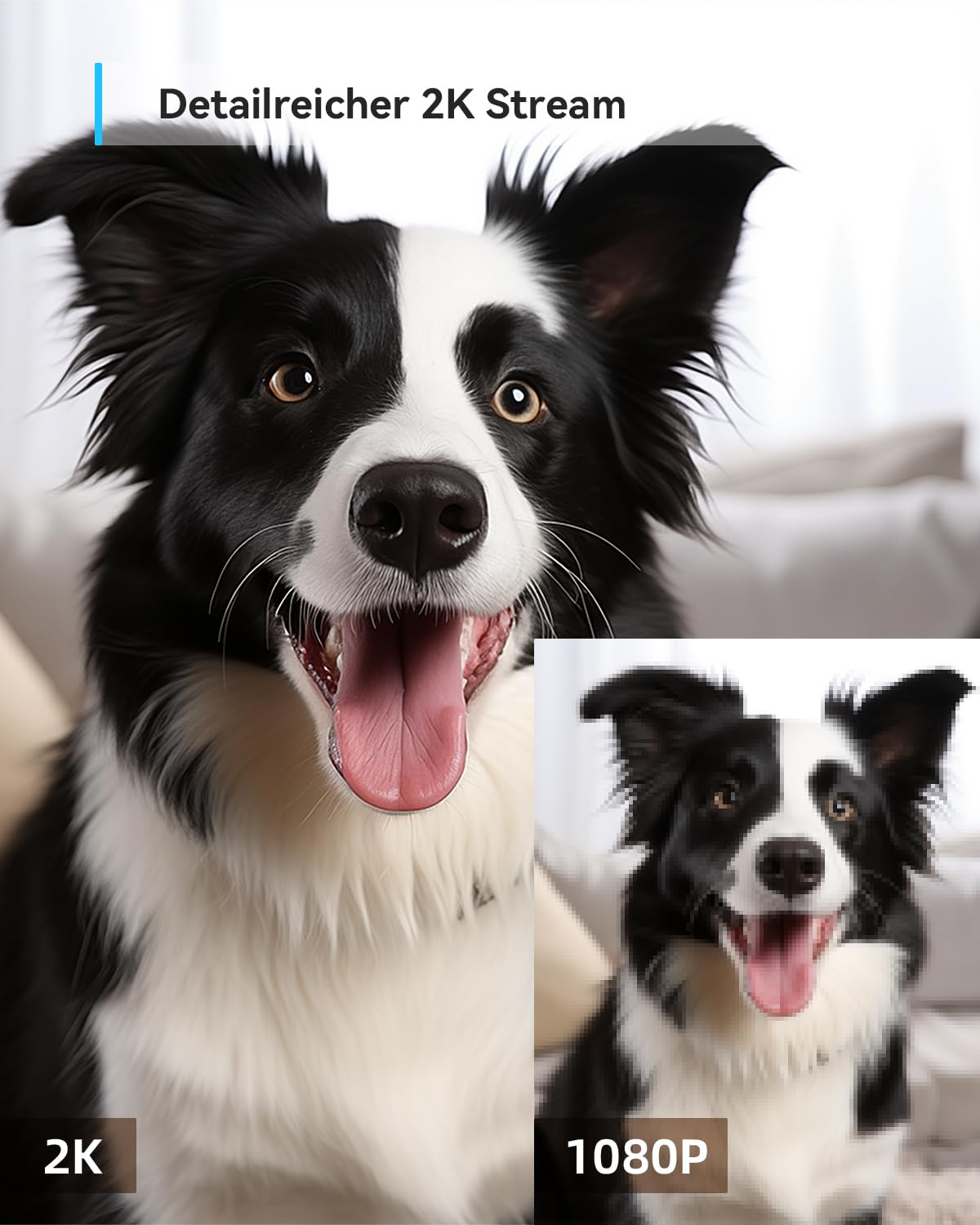 Un confronto tra la nitida qualità di streaming 2K e la granulosa risoluzione a 1080p di un border collie.