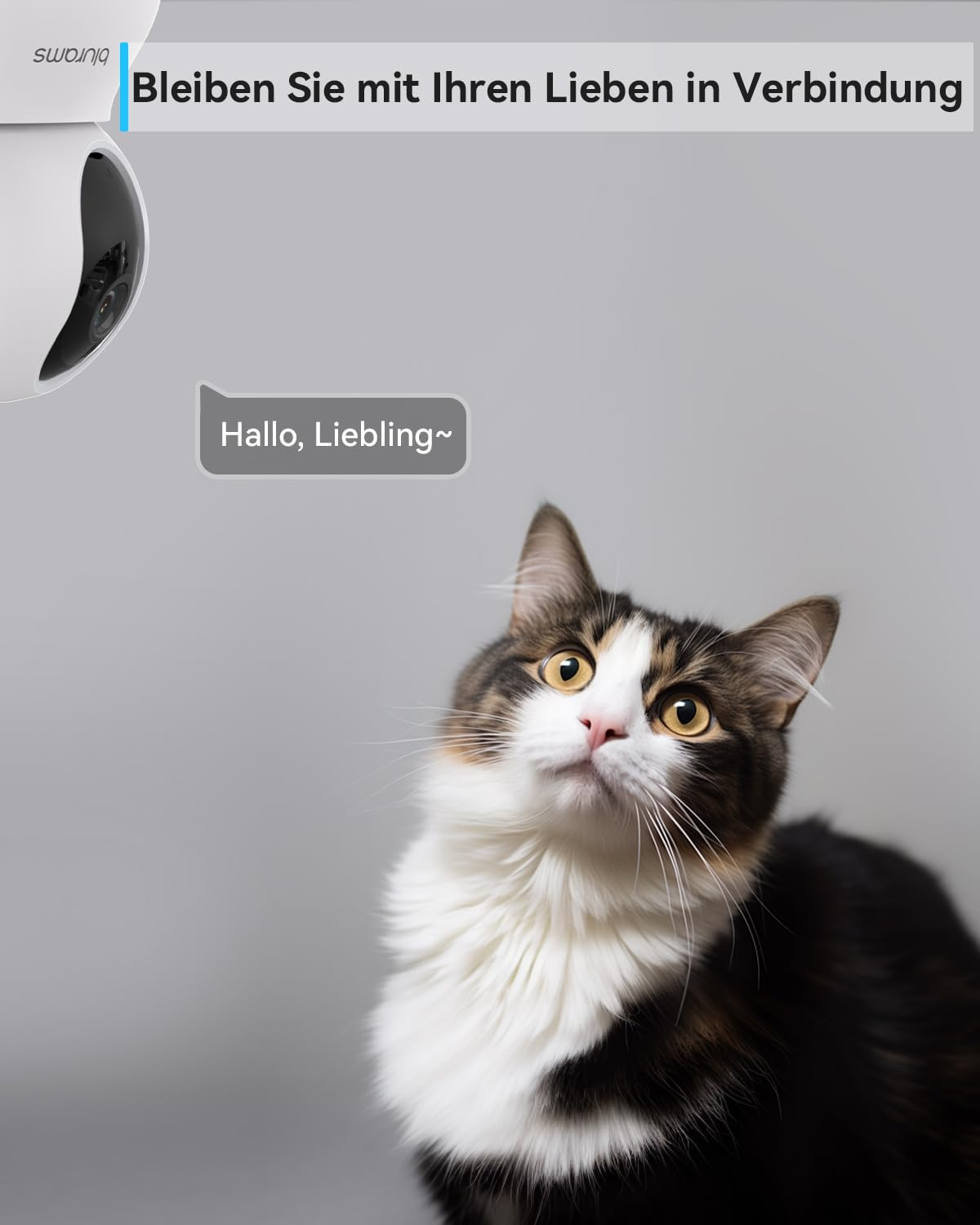 Un gatto tabby guarda in alto una telecamera di sicurezza con un fumetto che dice Hallo, Liebling.