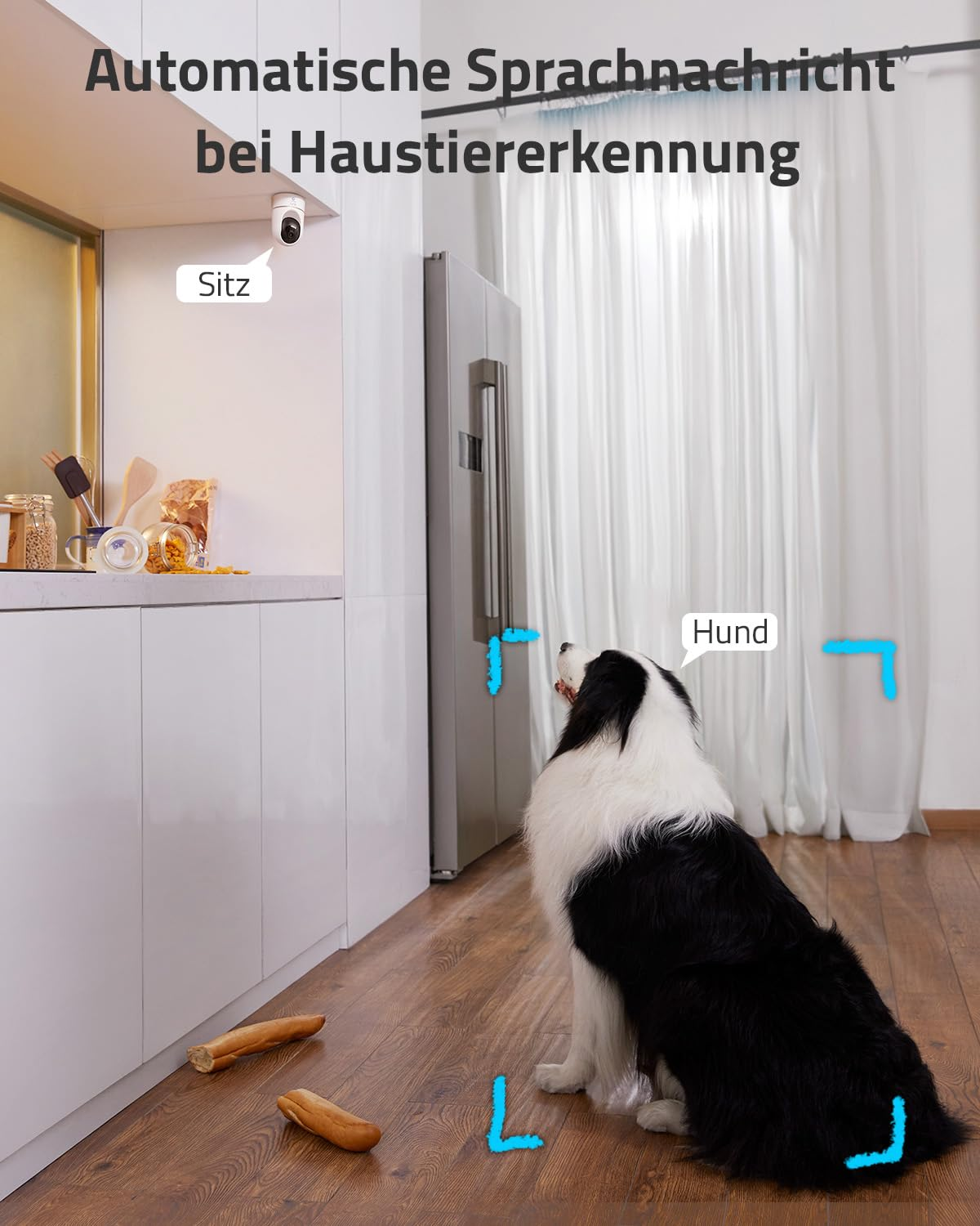 Un cane bianco e nero è seduto in cucina e guarda una telecamera di sicurezza.