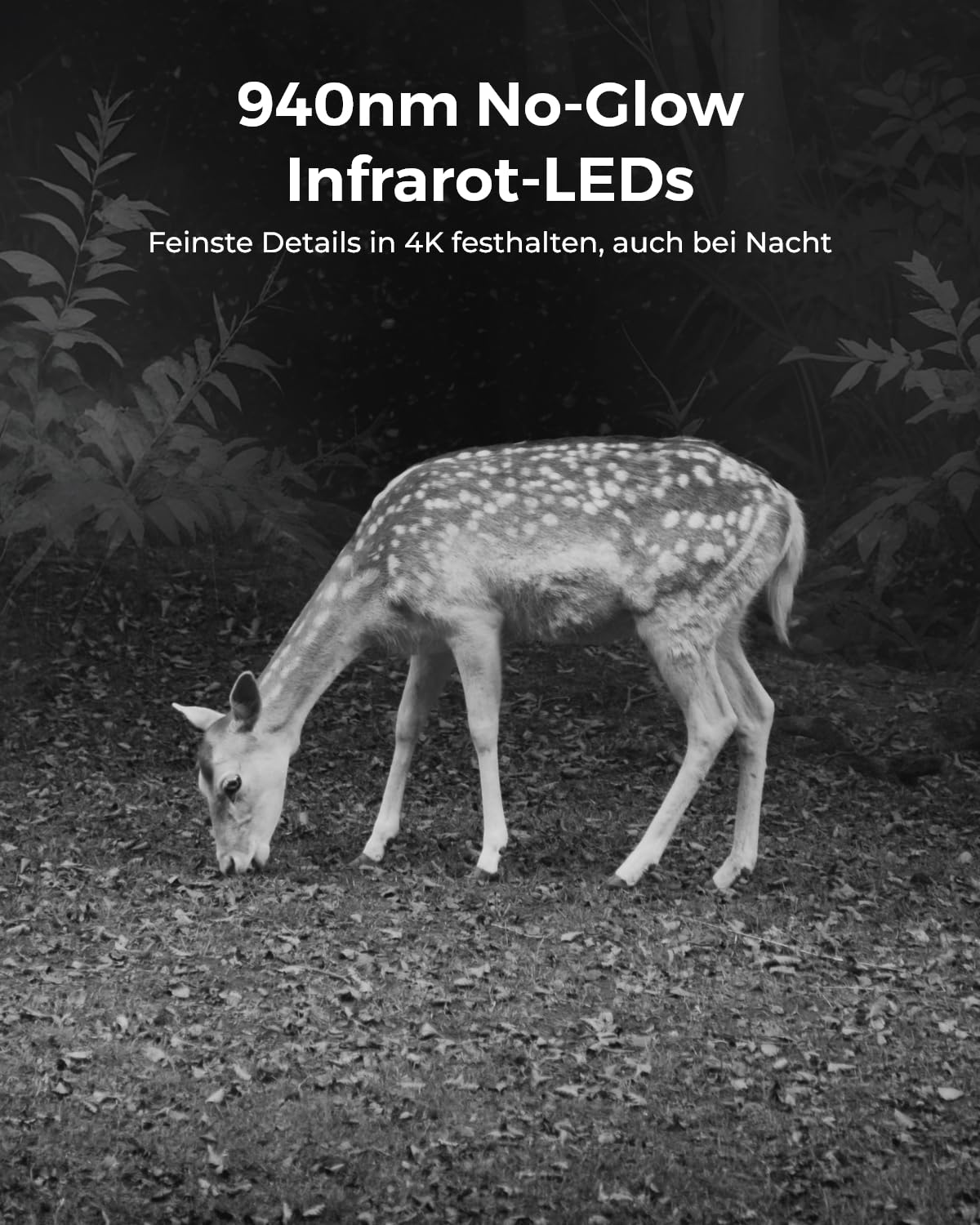 Photo infrarouge d'un cerf broutant en forêt la nuit, avec du texte sur les LED.