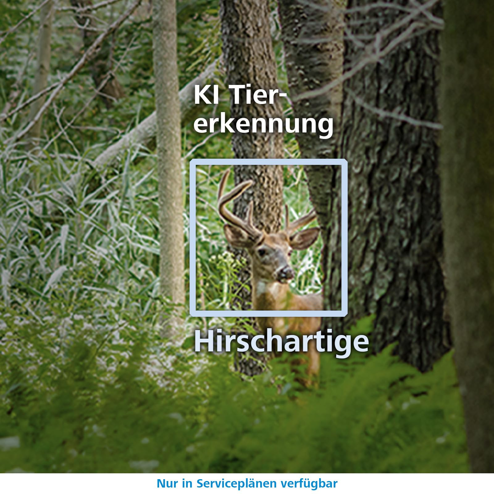 Ein Hirsch im Wald, hervorgehoben in einem blauen Rahmen mit Text über KI-Tiererkennung.