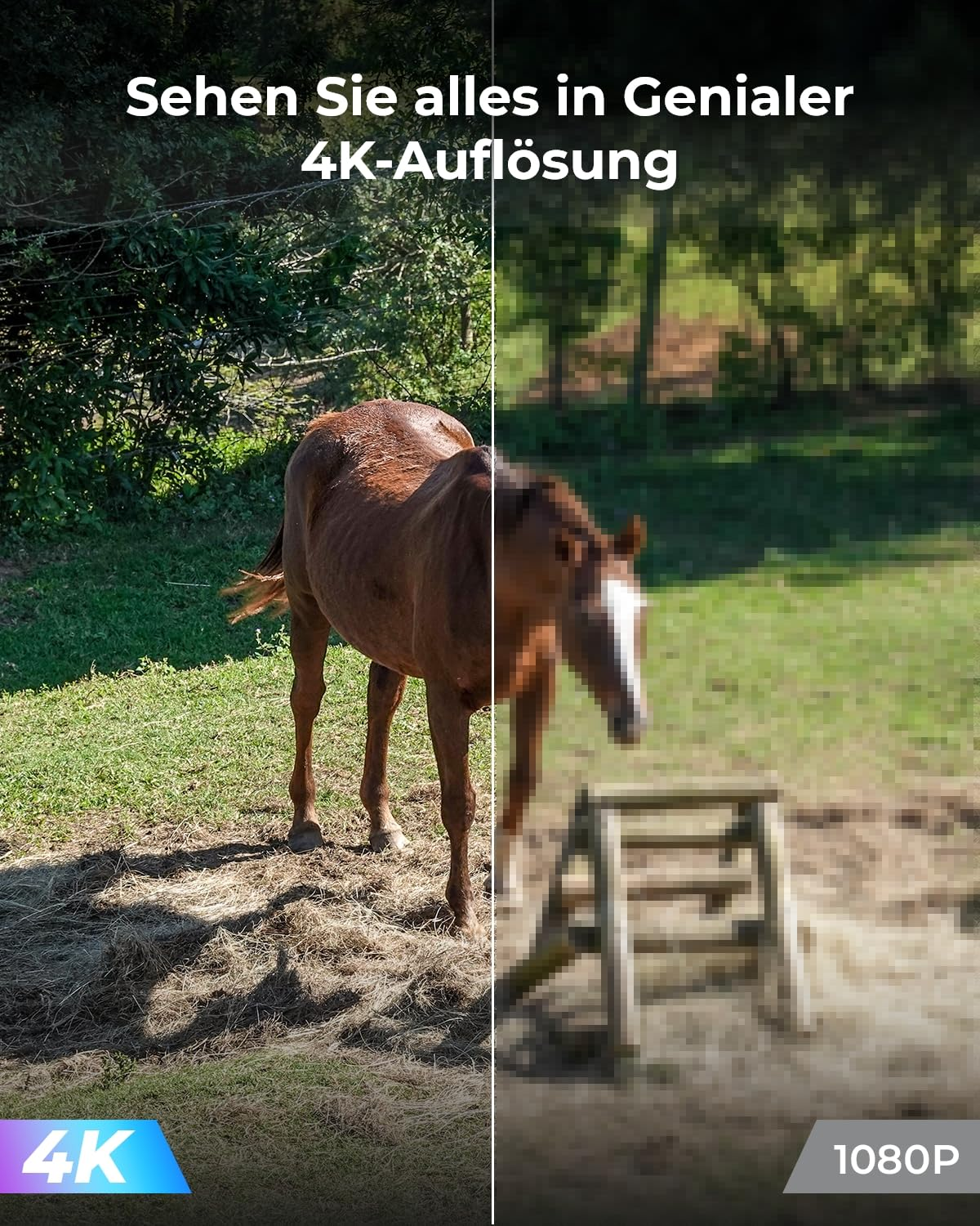 Immagine di confronto di un cavallo marrone: nitido in 4K a sinistra, sfocato in 1080p a destra.
