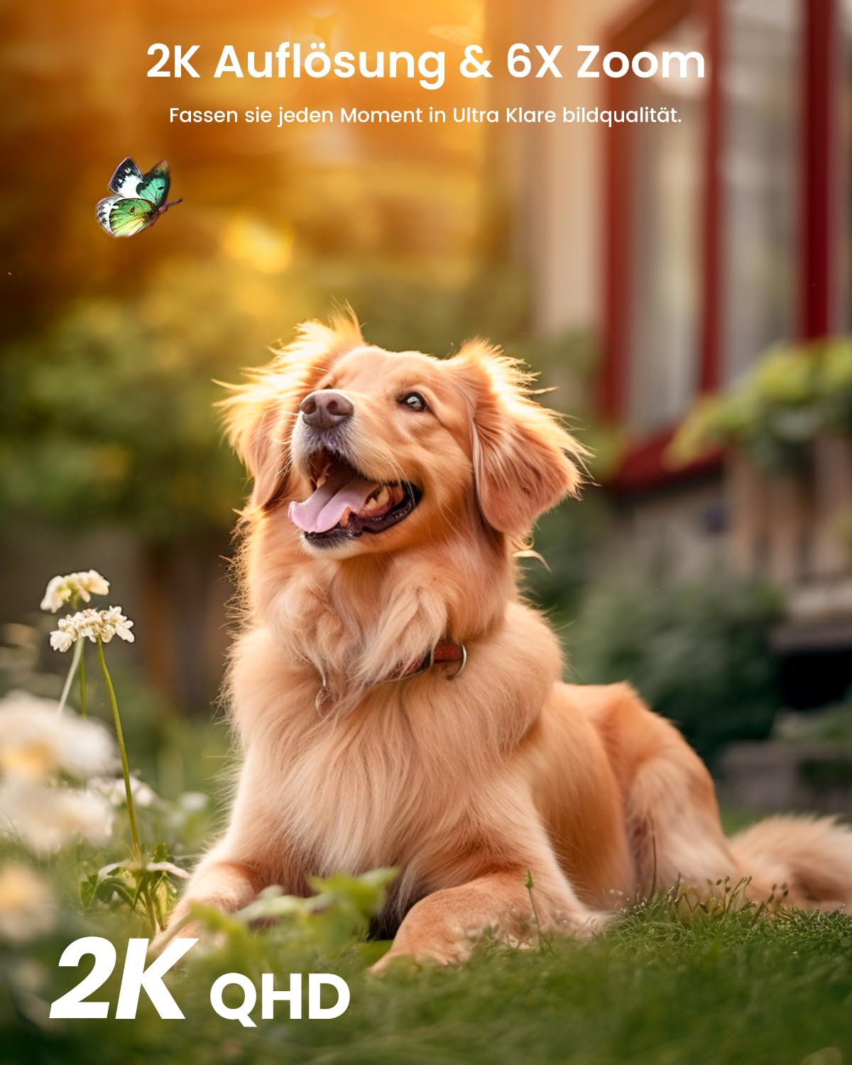 Un felice cane dorato guarda una farfalla verde nell'erba davanti a una casa.