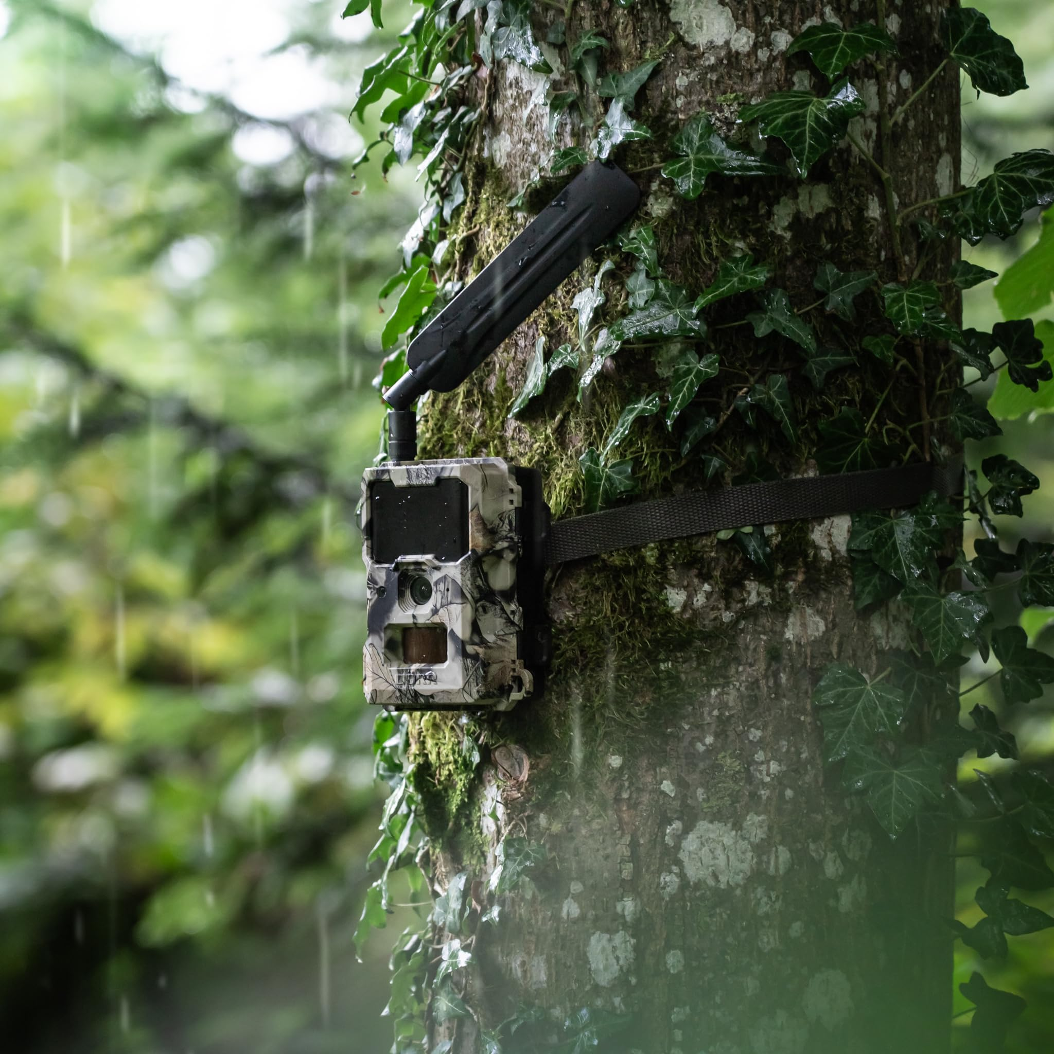 Una fototrappola mimetica è legata a un tronco d'albero coperto d'edera sotto la pioggia.
