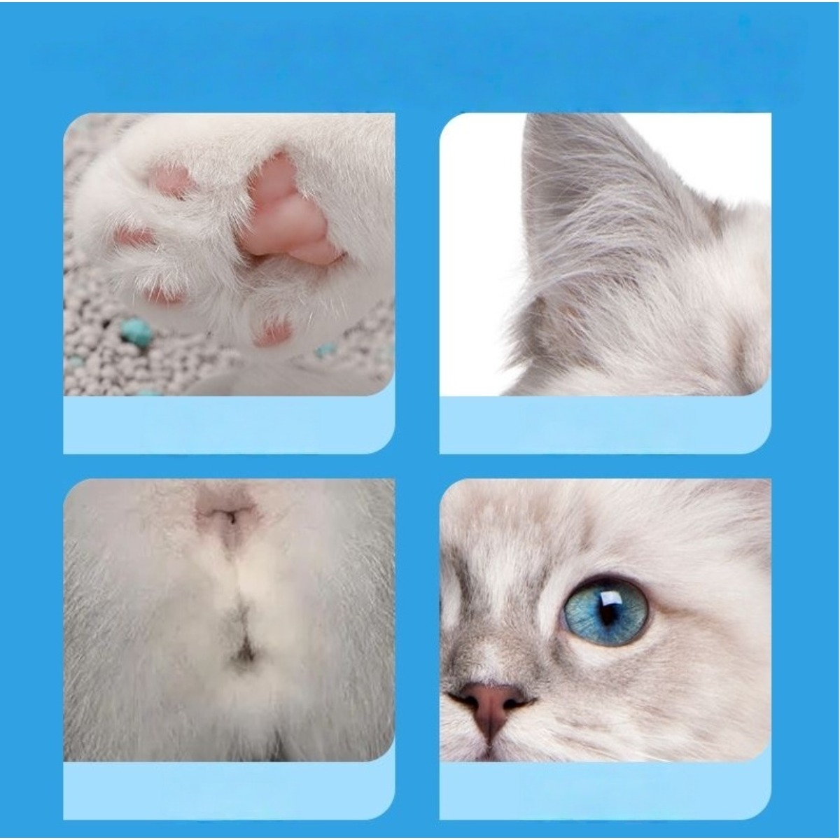 Vier Nahaufnahmen zeigen Teile eines weißen Kätzchens: pinke Pfoten, ein Ohr, eine Nase und ein blaues Auge.