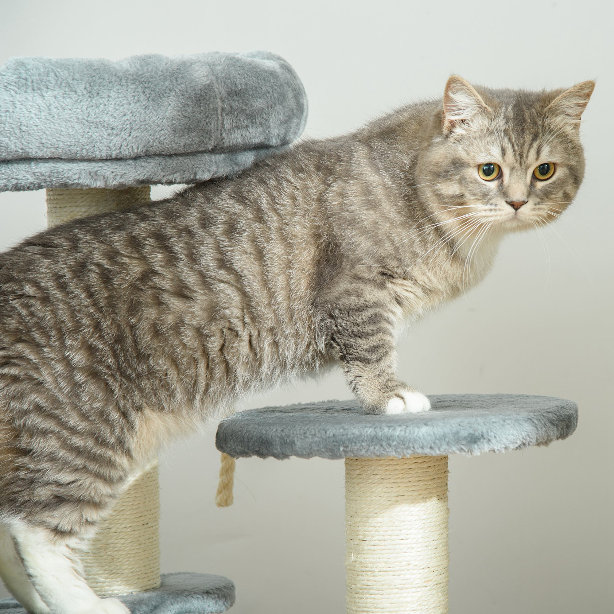 Un gato gris atigrado se para en un rascador de varios niveles con cojines grises y postes de sisal.