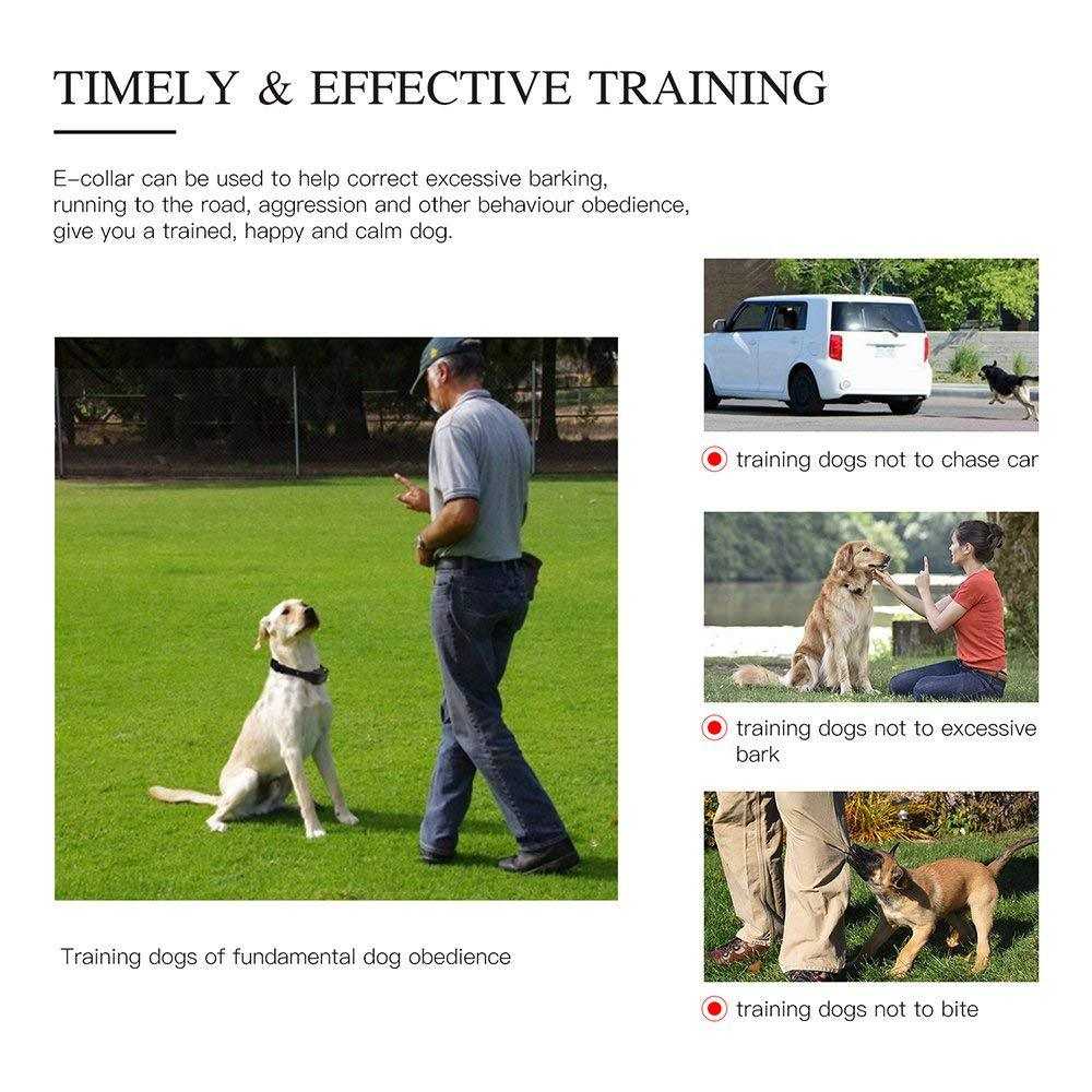 Informationsgrafik über effektives Hundetraining mit E-Halsbändern, die verschiedene Trainingssituationen zeigt.