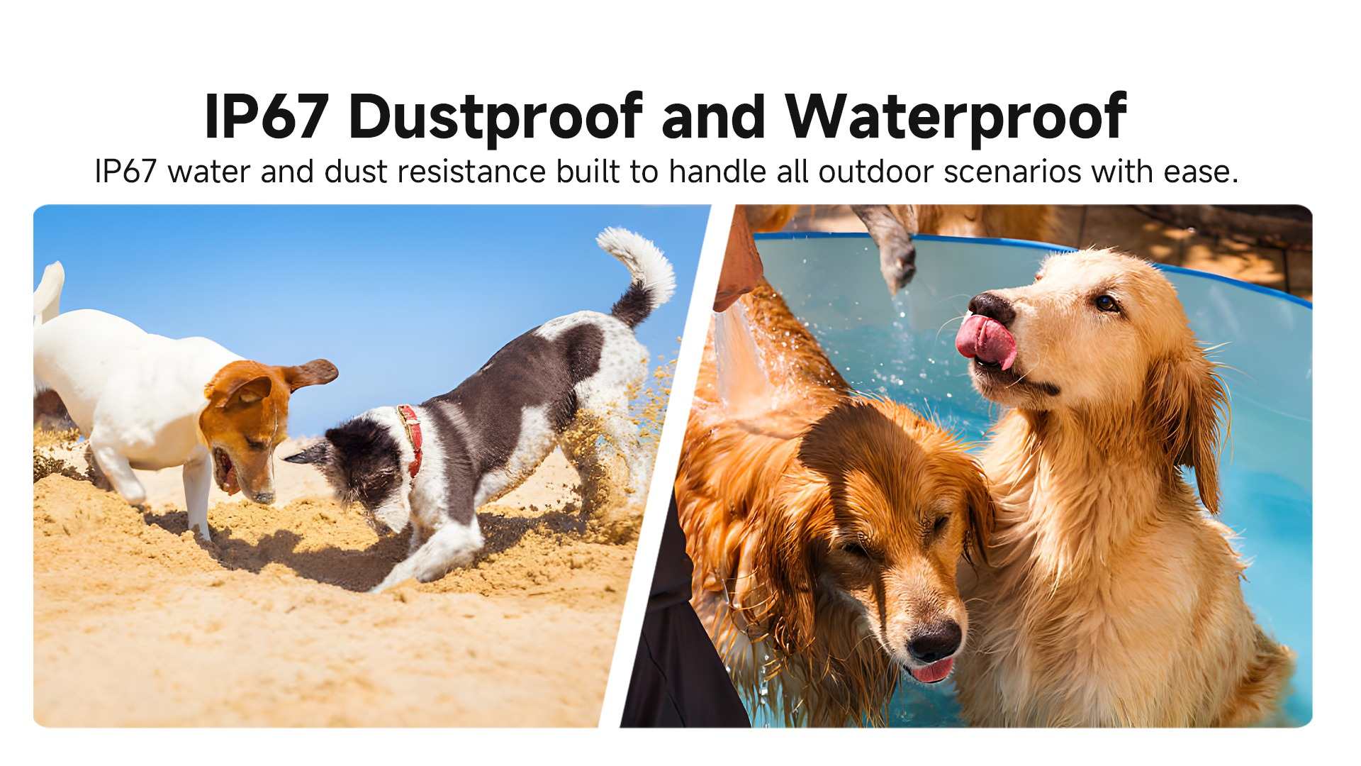 Zwei Hunde spielen im Sand und zwei goldene Retriever schwimmen im blauen Pool.