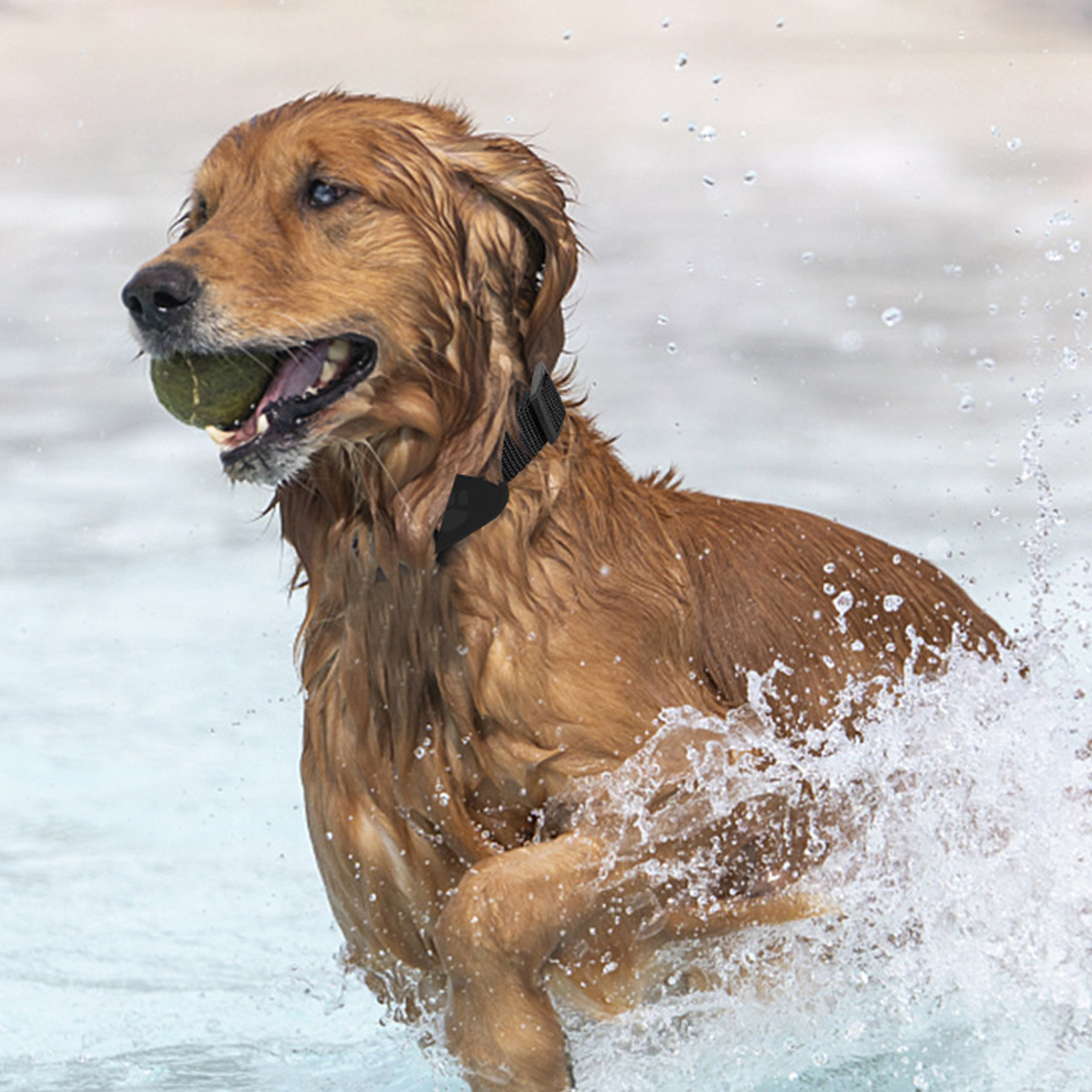 Ein goldener Retriever rennt durch das Wasser und hält einen Ball im Maul, während Wasserspritzer ihn umgeben.