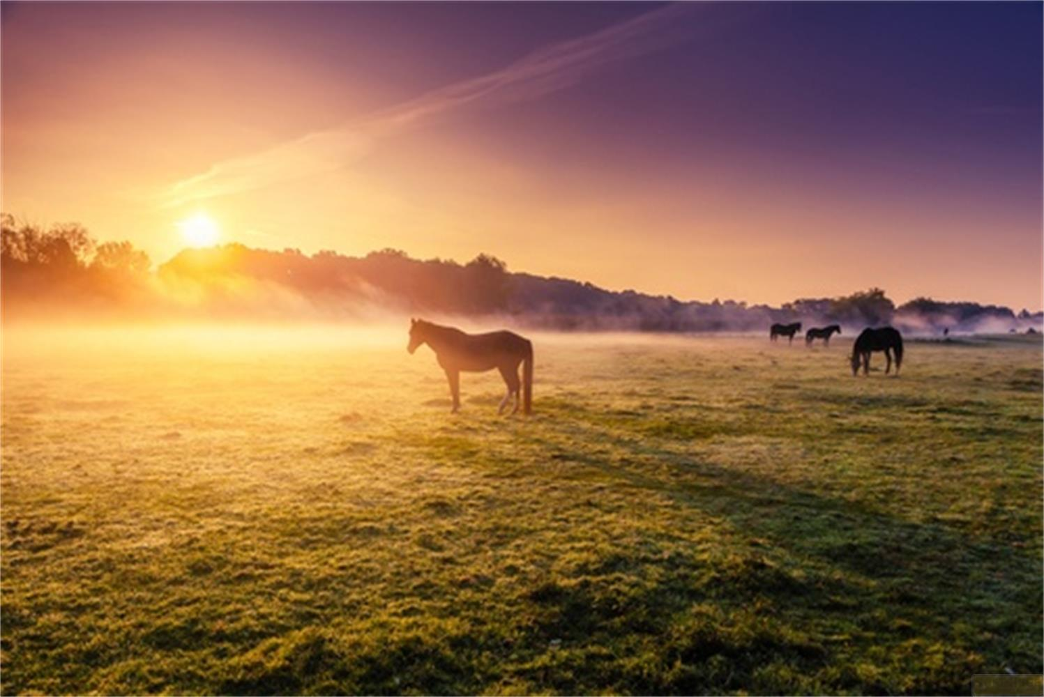 Pferde weiden auf einem nebligen grünen Feld während eines lebhaften Sonnenaufgangs.